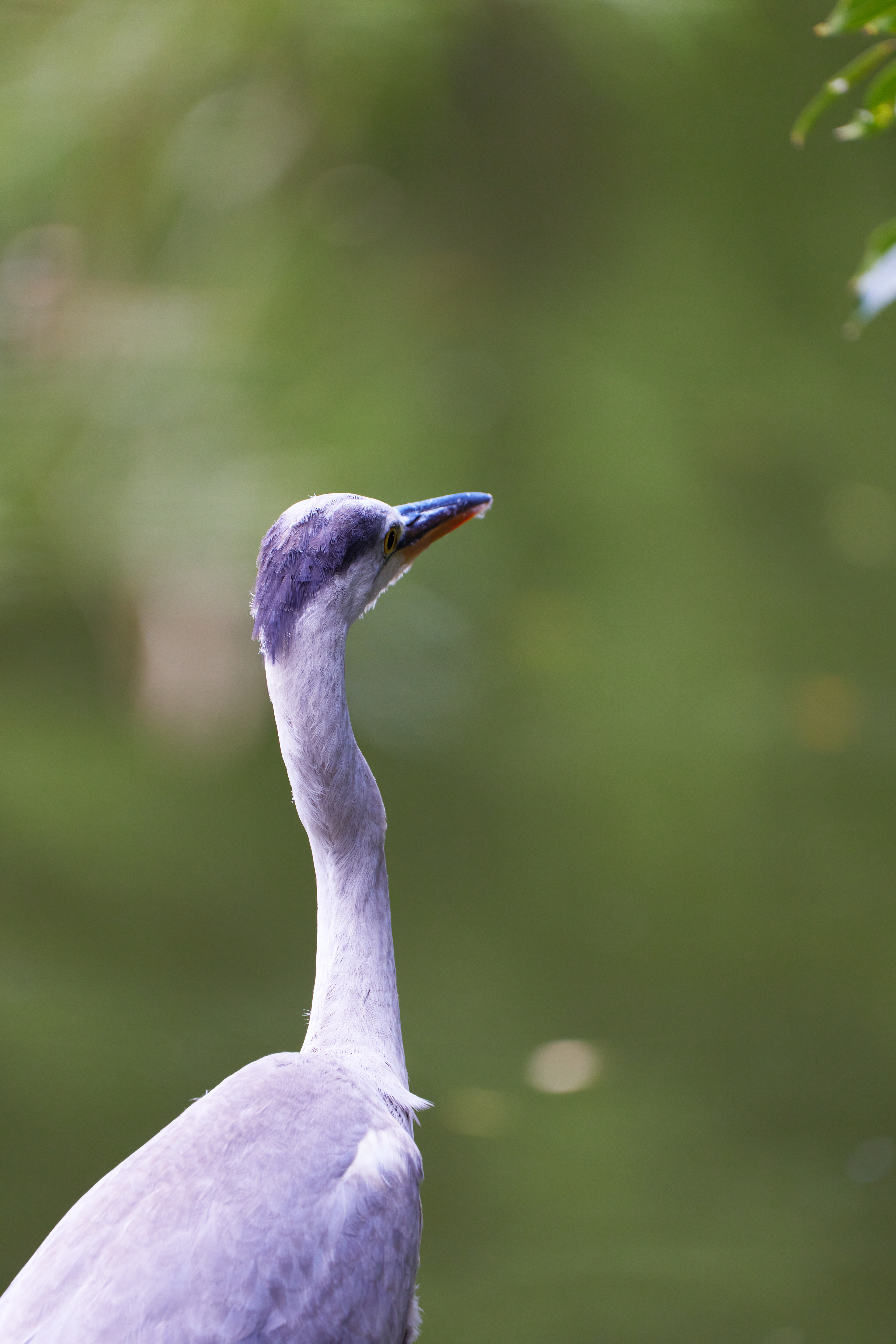 東京都／善福寺公園／アオサギ