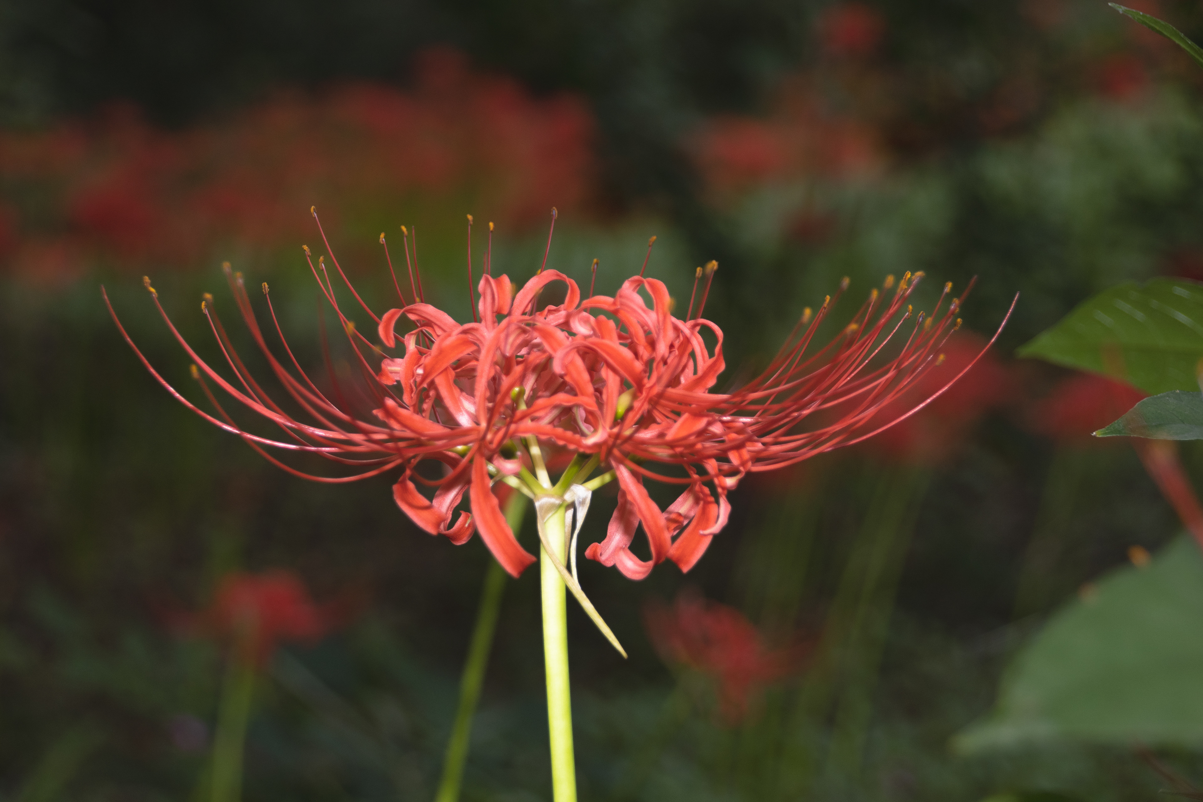 東京都/小石川植物園/曼珠沙華