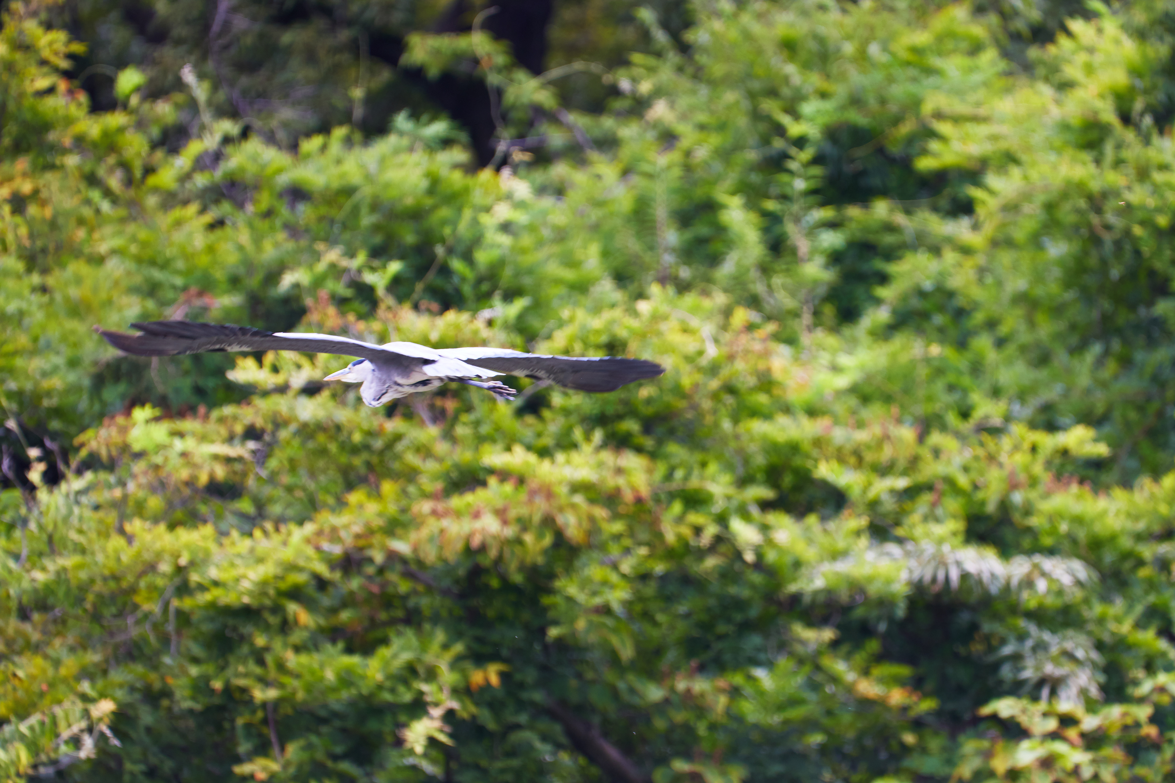 東京都／善福寺公園／アオサギ