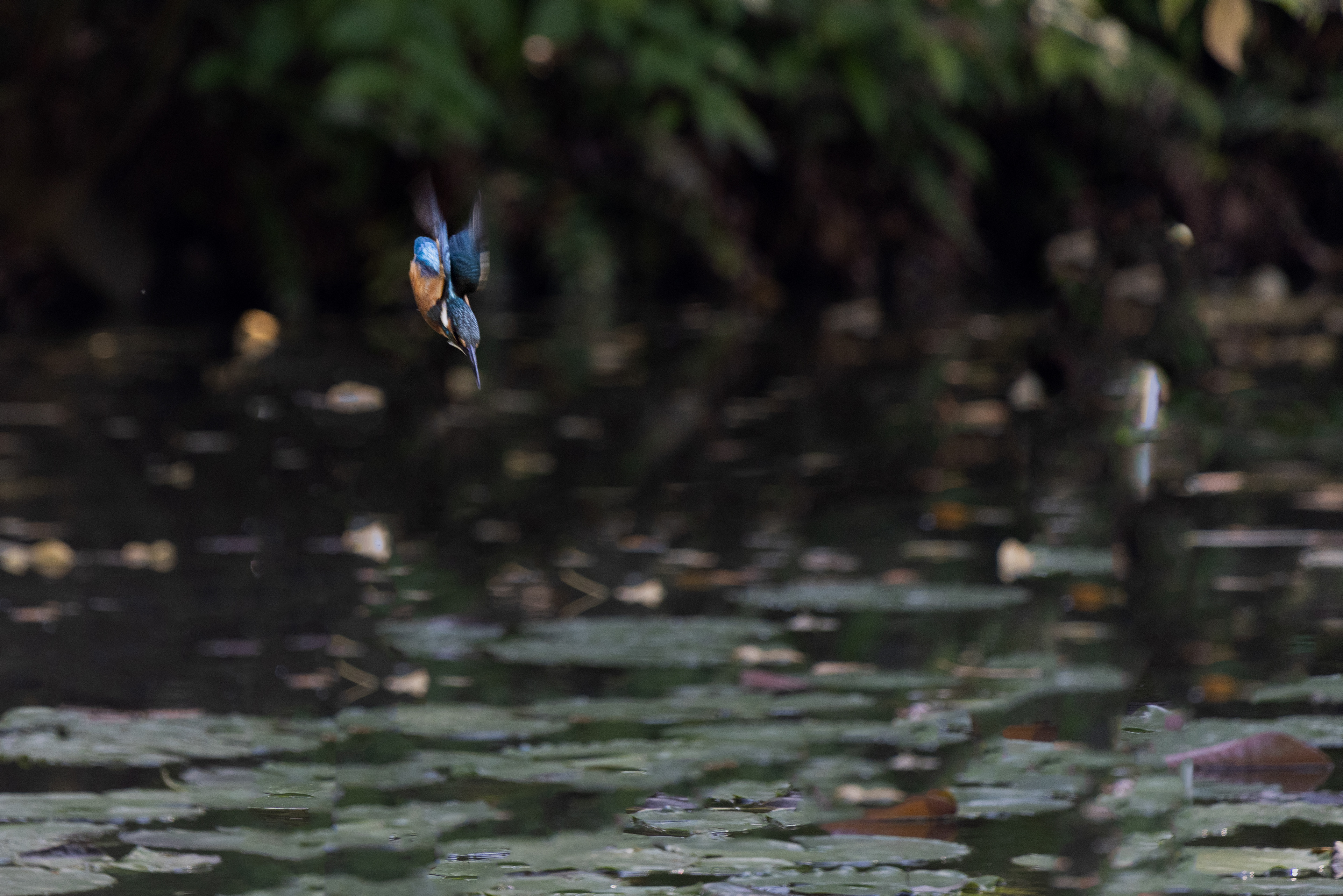 東京都／善福寺公園／カワセミ