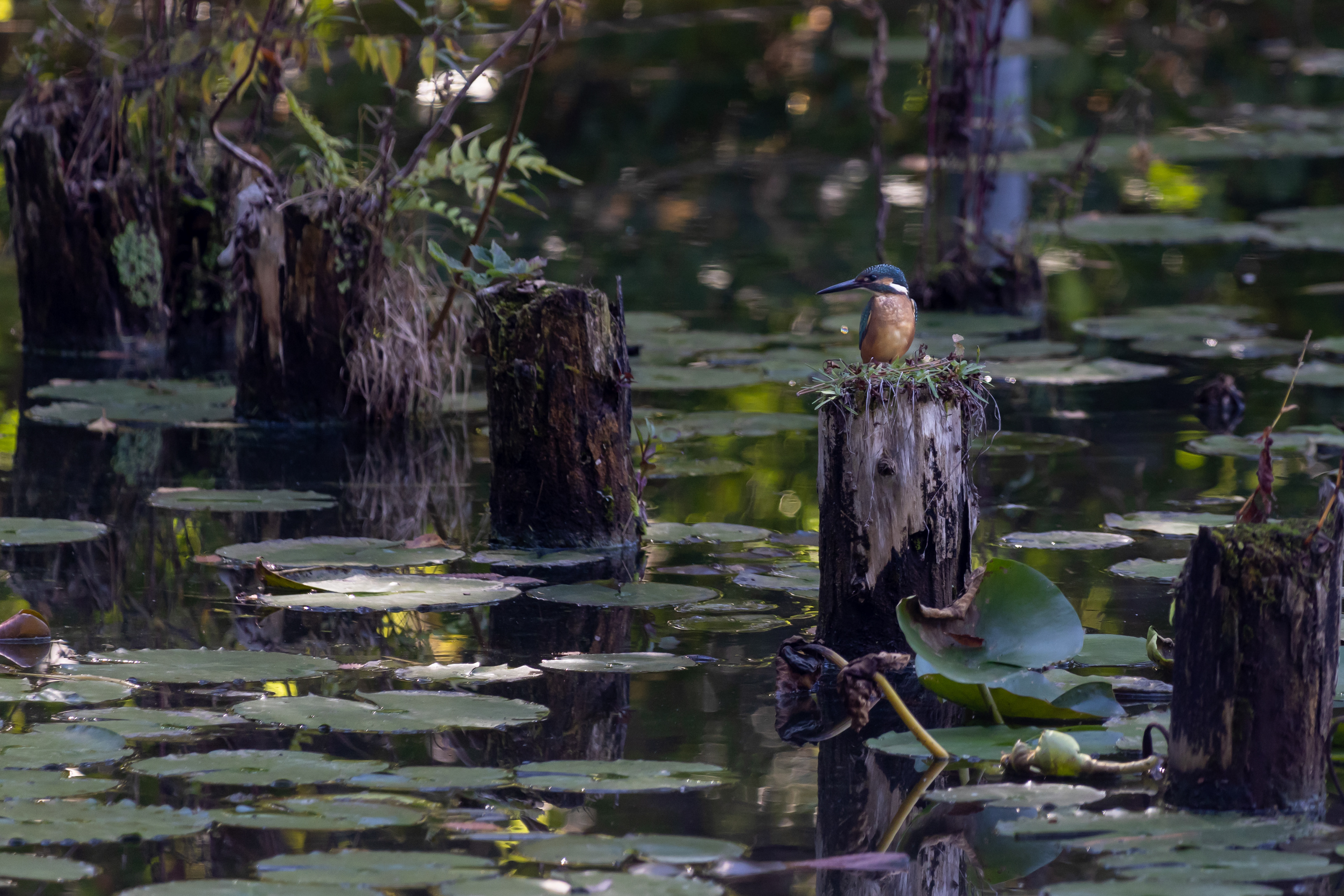 東京都／善福寺公園／カワセミ
