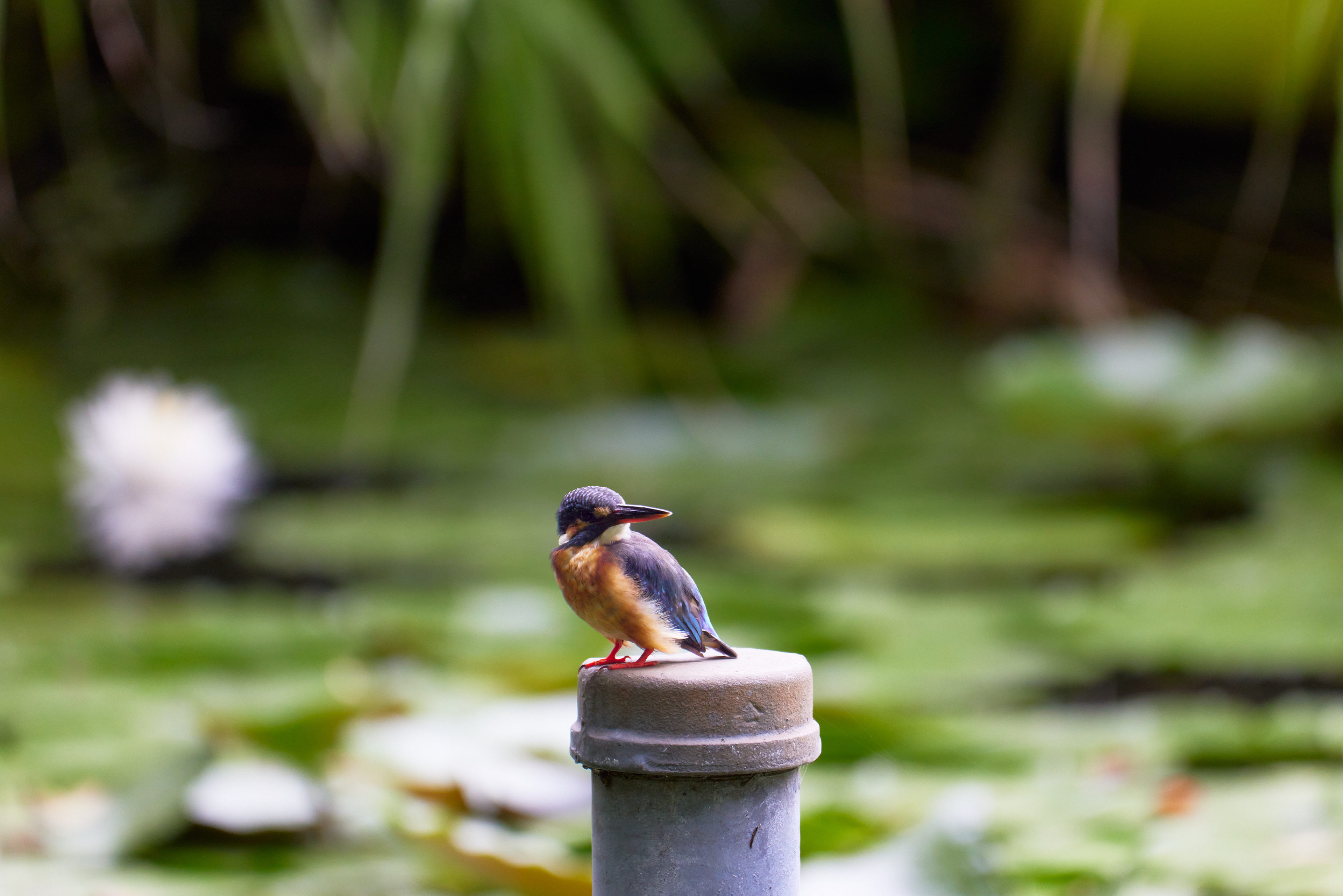 東京都／善福寺公園／カワセミ