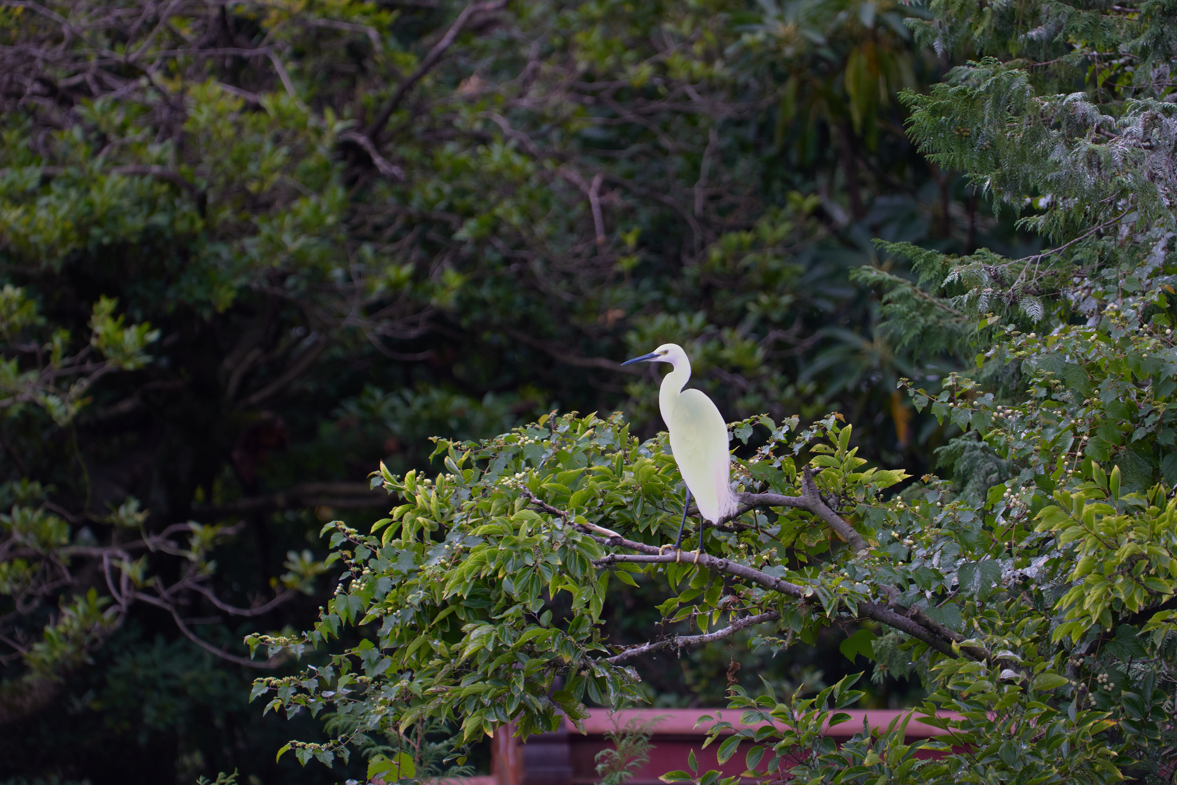 東京都／善福寺公園／シラサギ