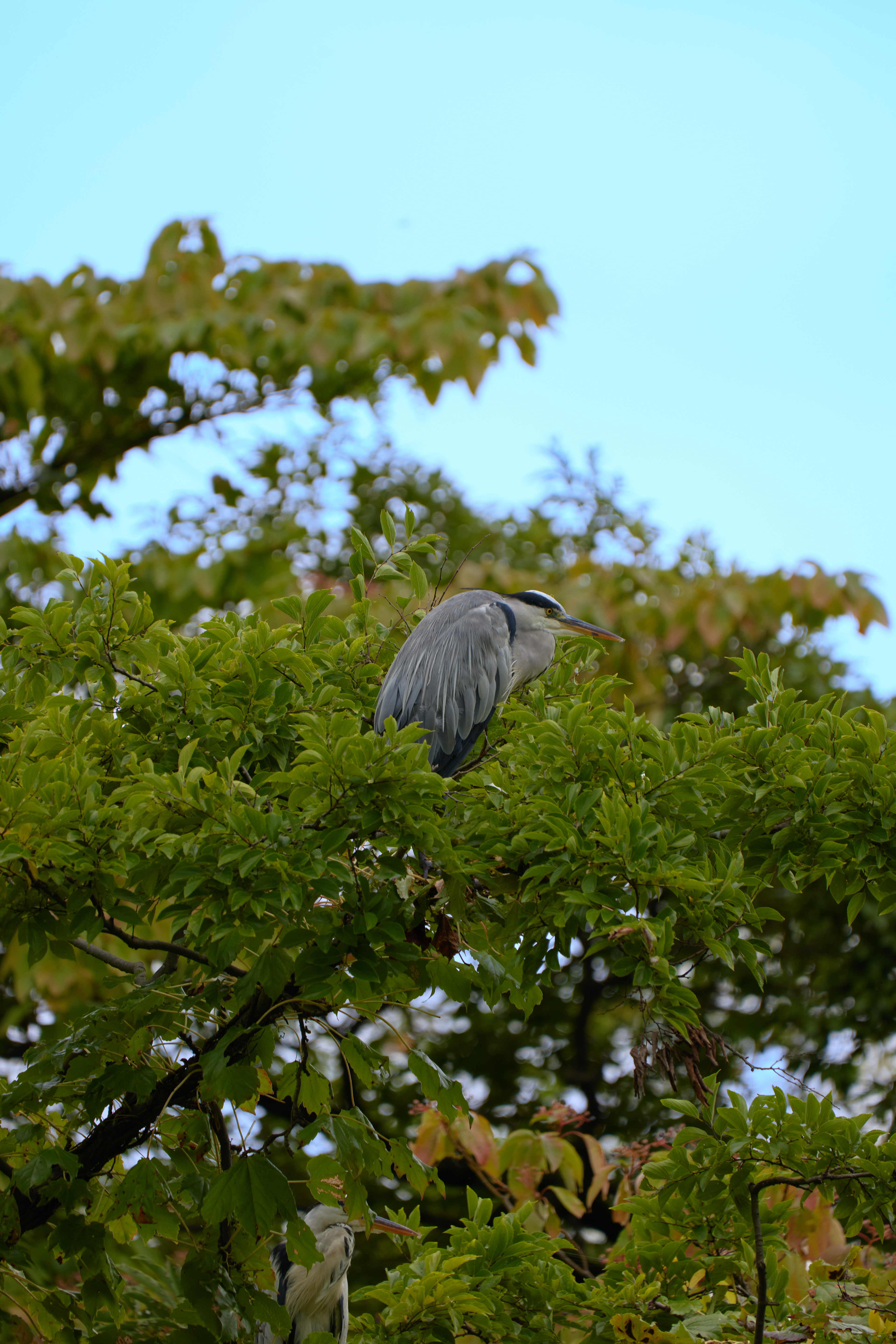 東京都／善福寺公園／アオサギ