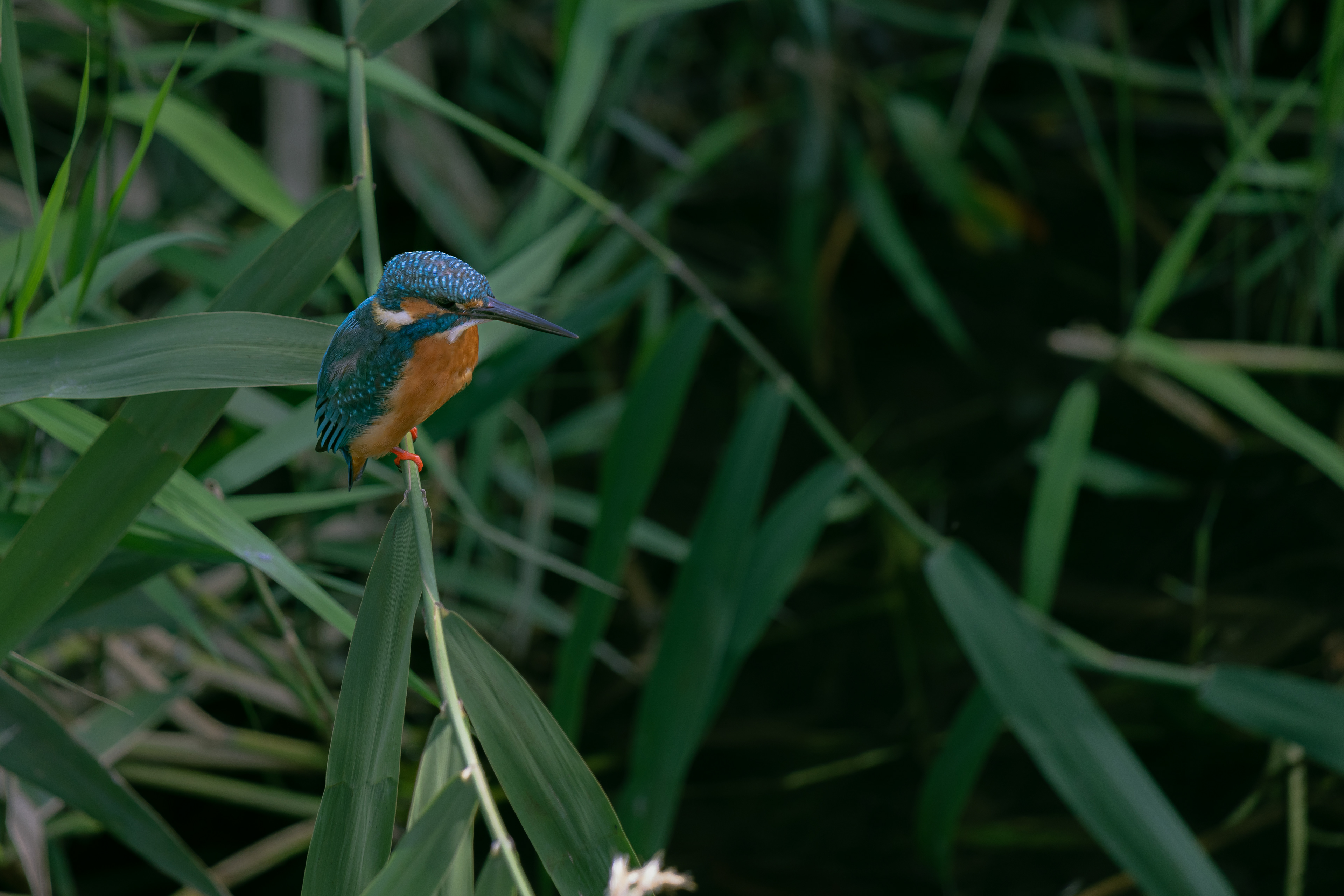 東京都／善福寺公園／カワセミ