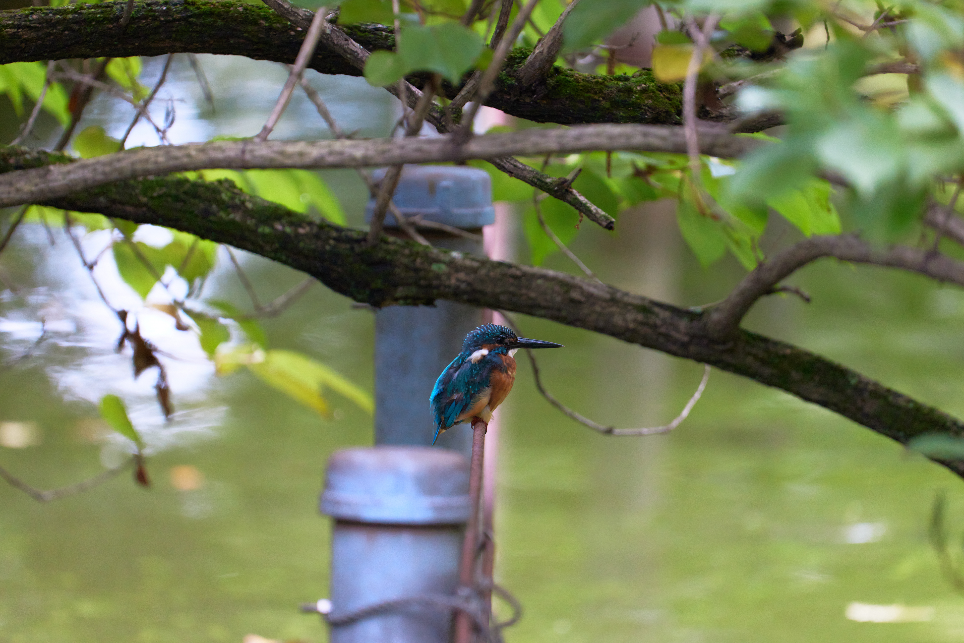 東京都／善福寺公園／カワセミ
