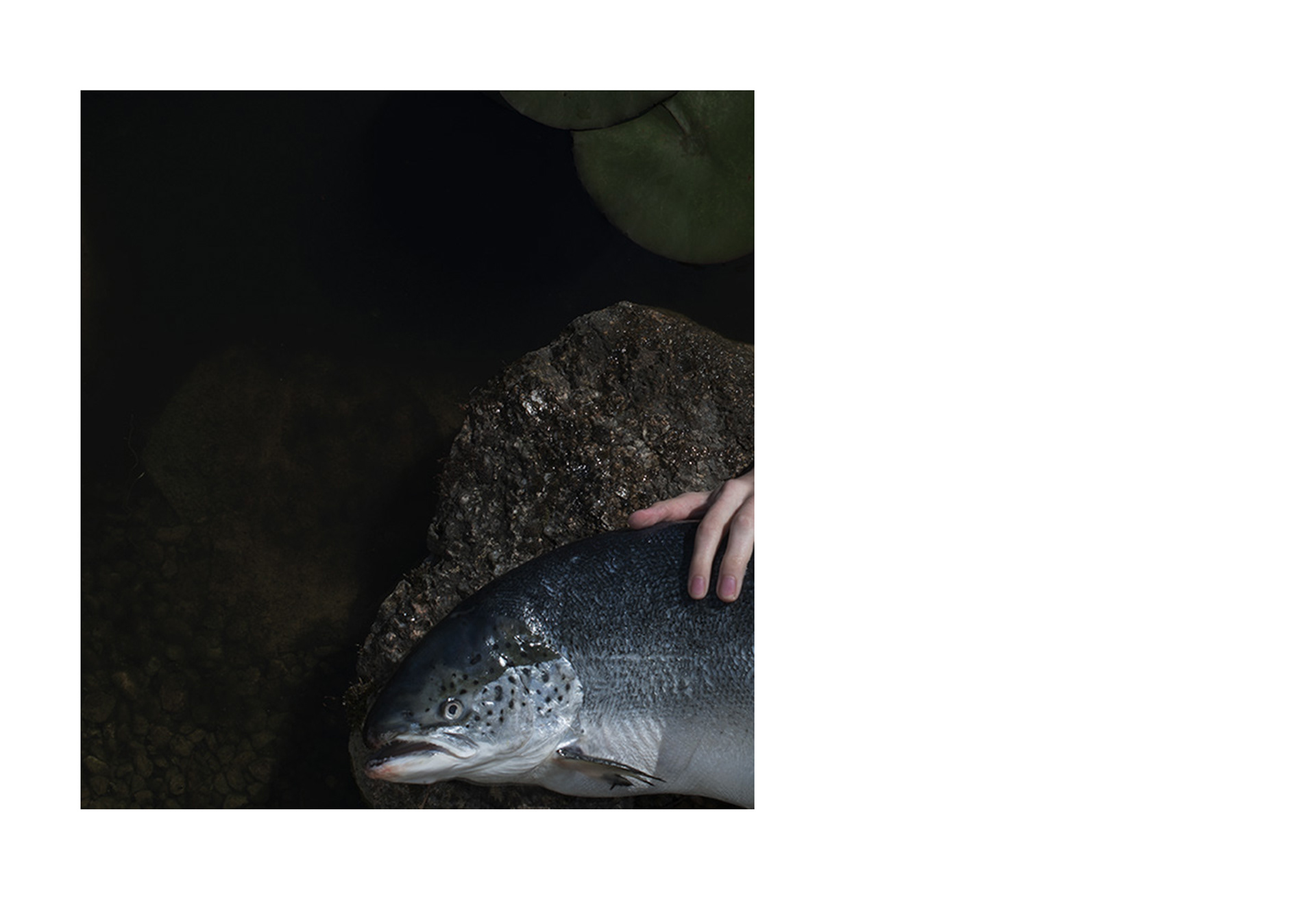 Agnieszka Stachura Bosch Photography
