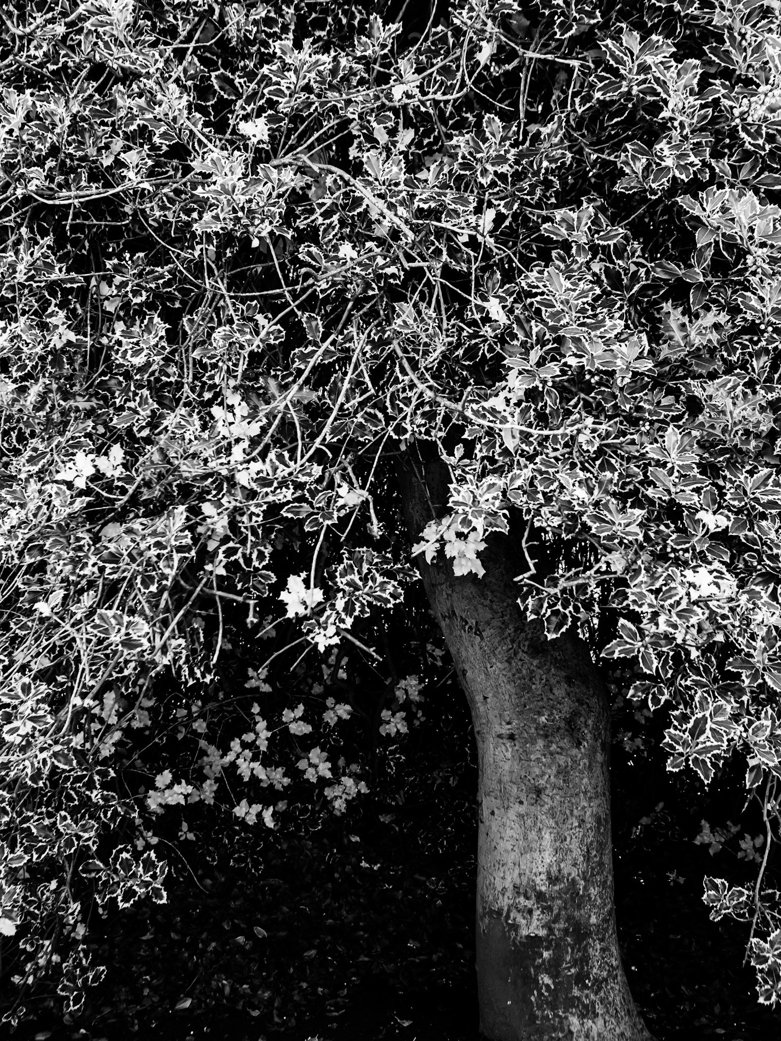 Cannon Hall Barnsley