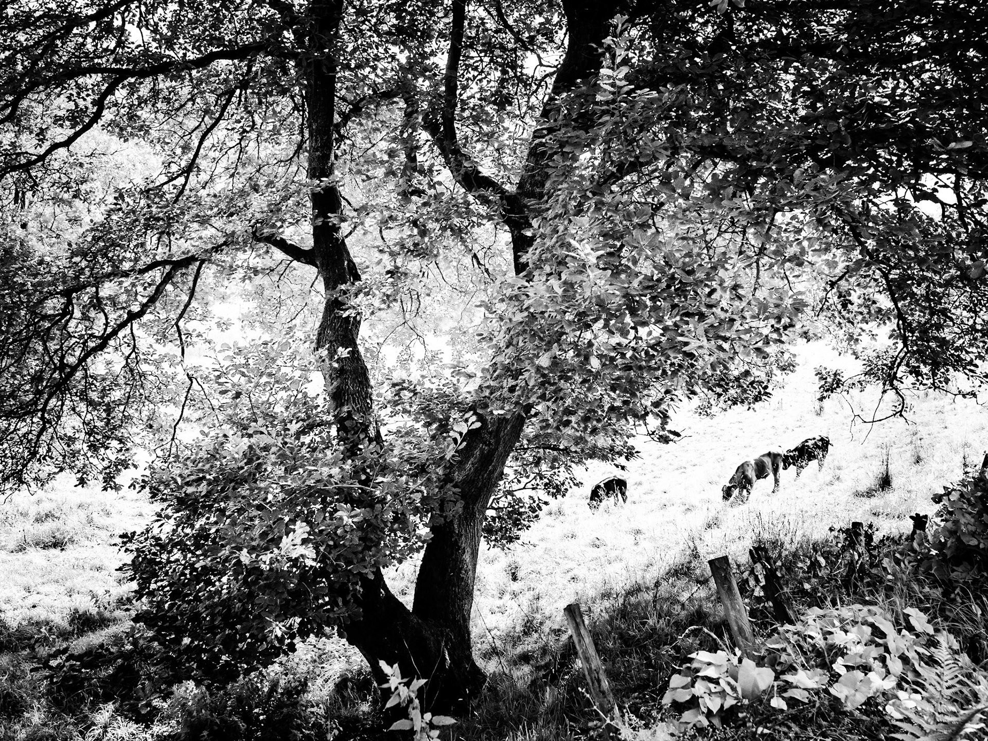 Walking with Meetup Luddenden