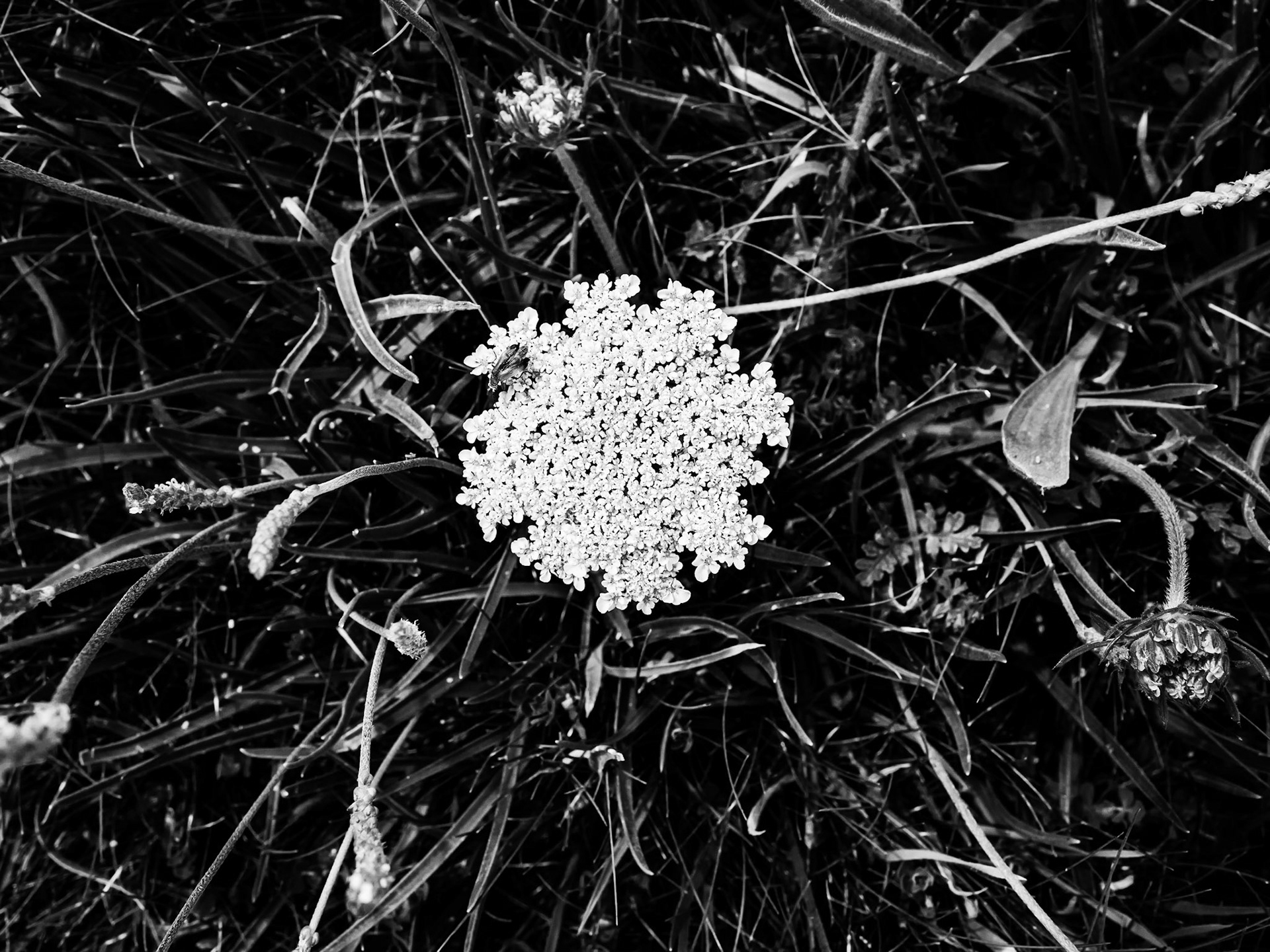 Cliff top walk St Ives