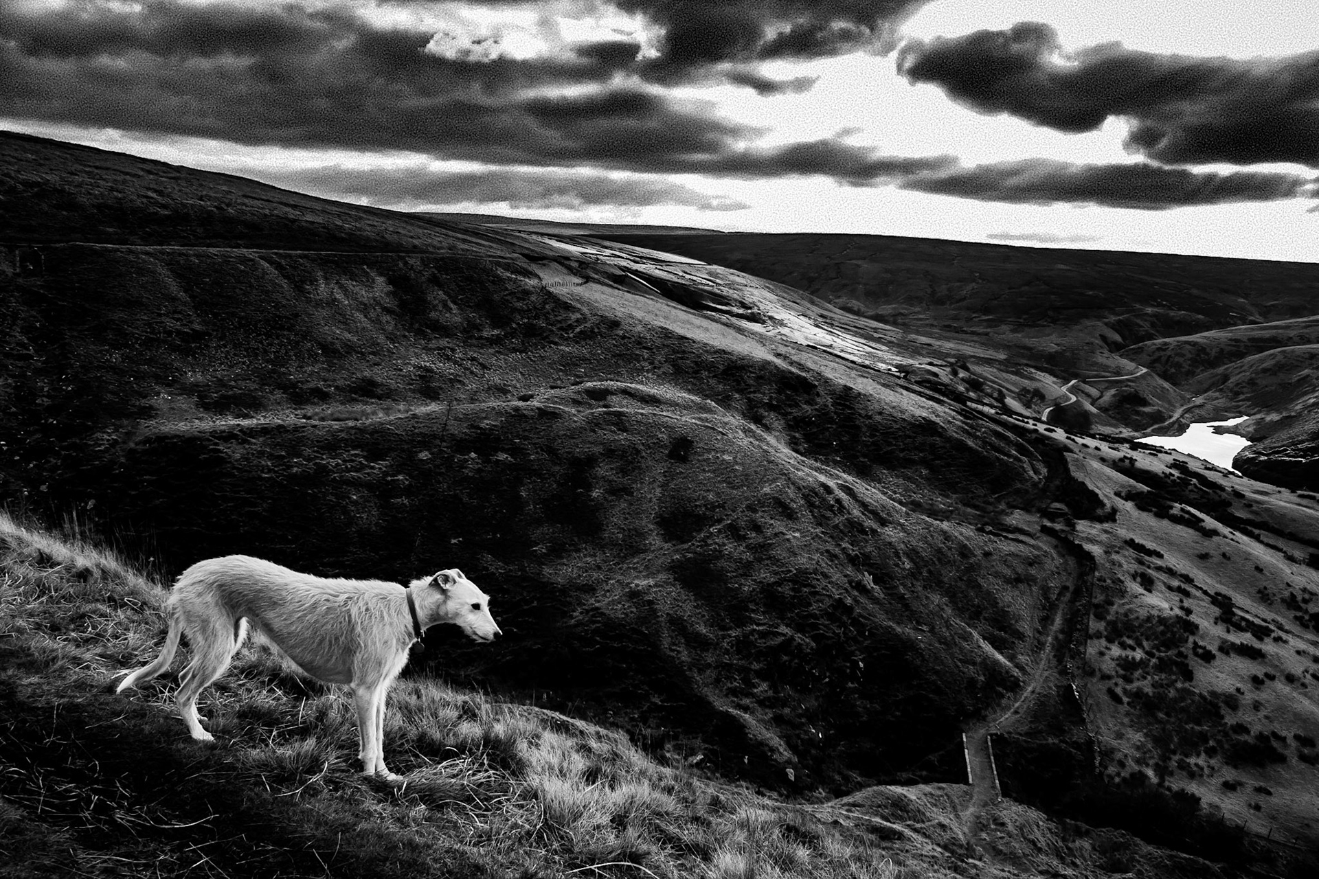 Photographed at Wessenden near Marsden, West Yorkshire.  The dog's name was Honey.  Processed in Lightroom 4. Printed on Epson Archival Matt with an Epson R3000. The frame is recycled from a charity shop.