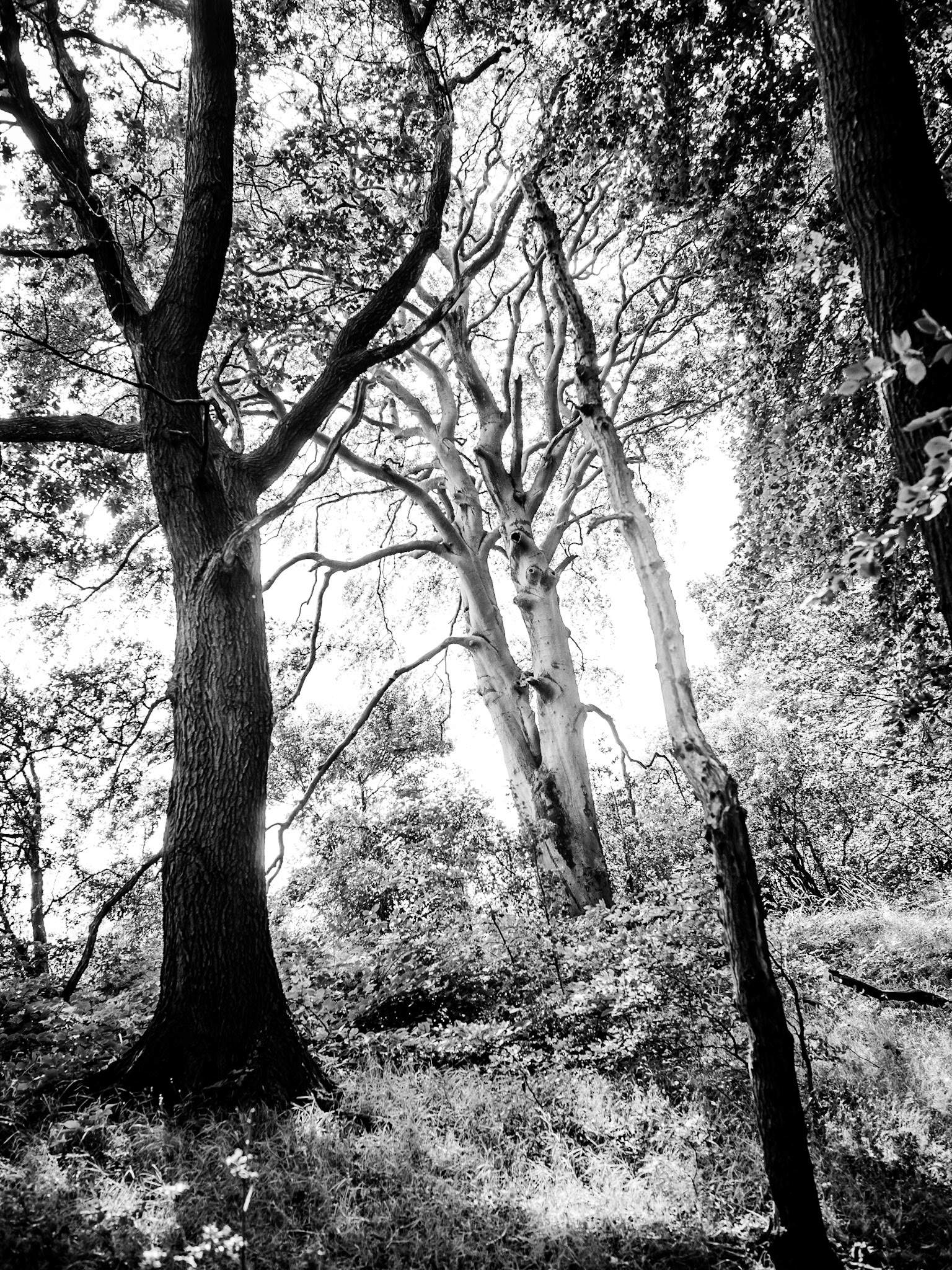 YorkshireSculpture Park Barnsley