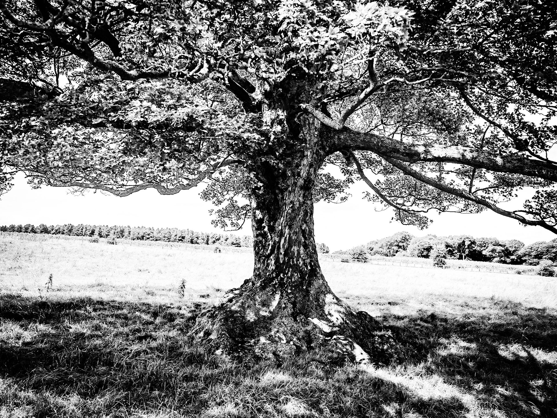 YorkshireSculpture Park Barnsley
