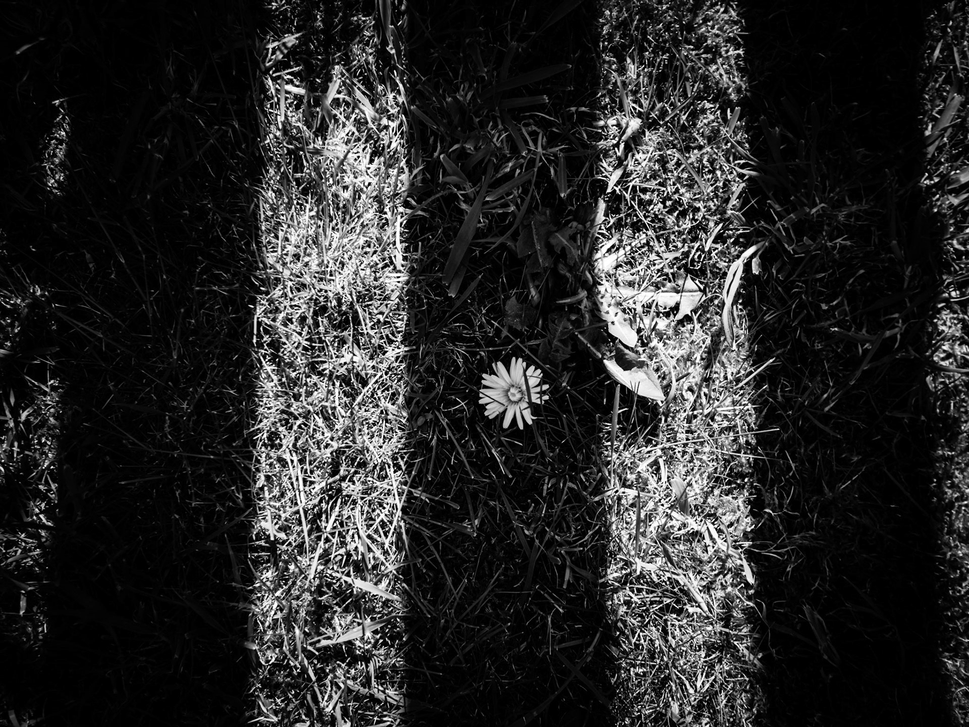 Dandelion chiaroscuro