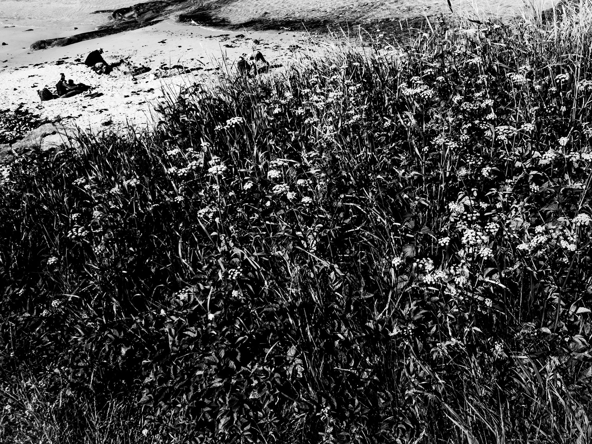 Beadnell Northumberland Summer 2019