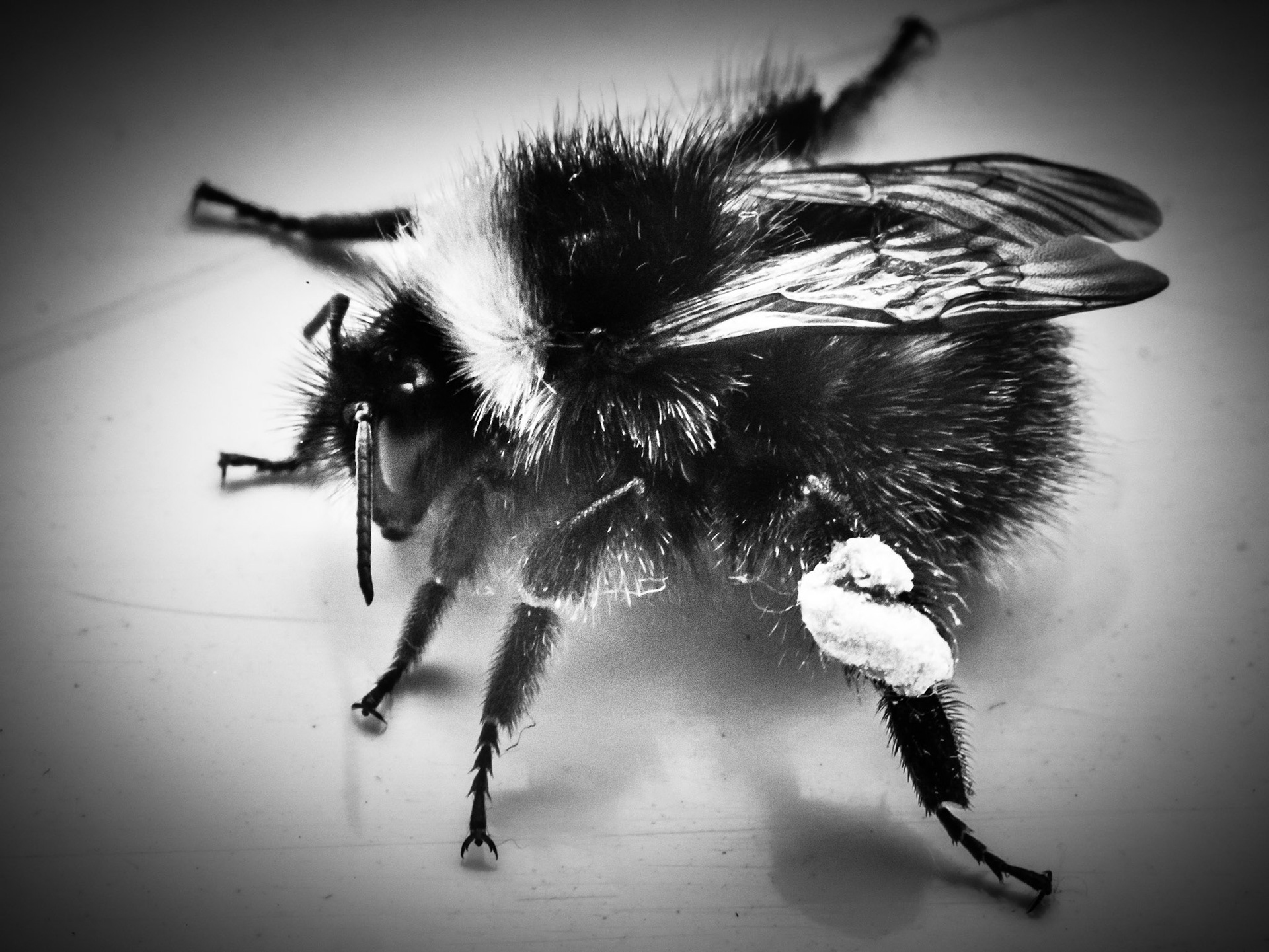 Bee