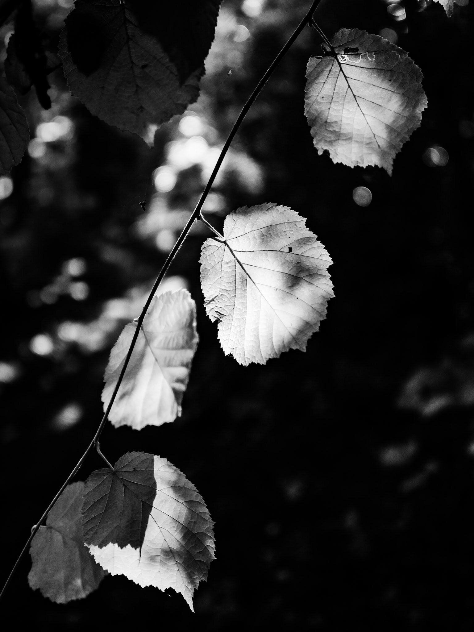 Leaves Brighouse