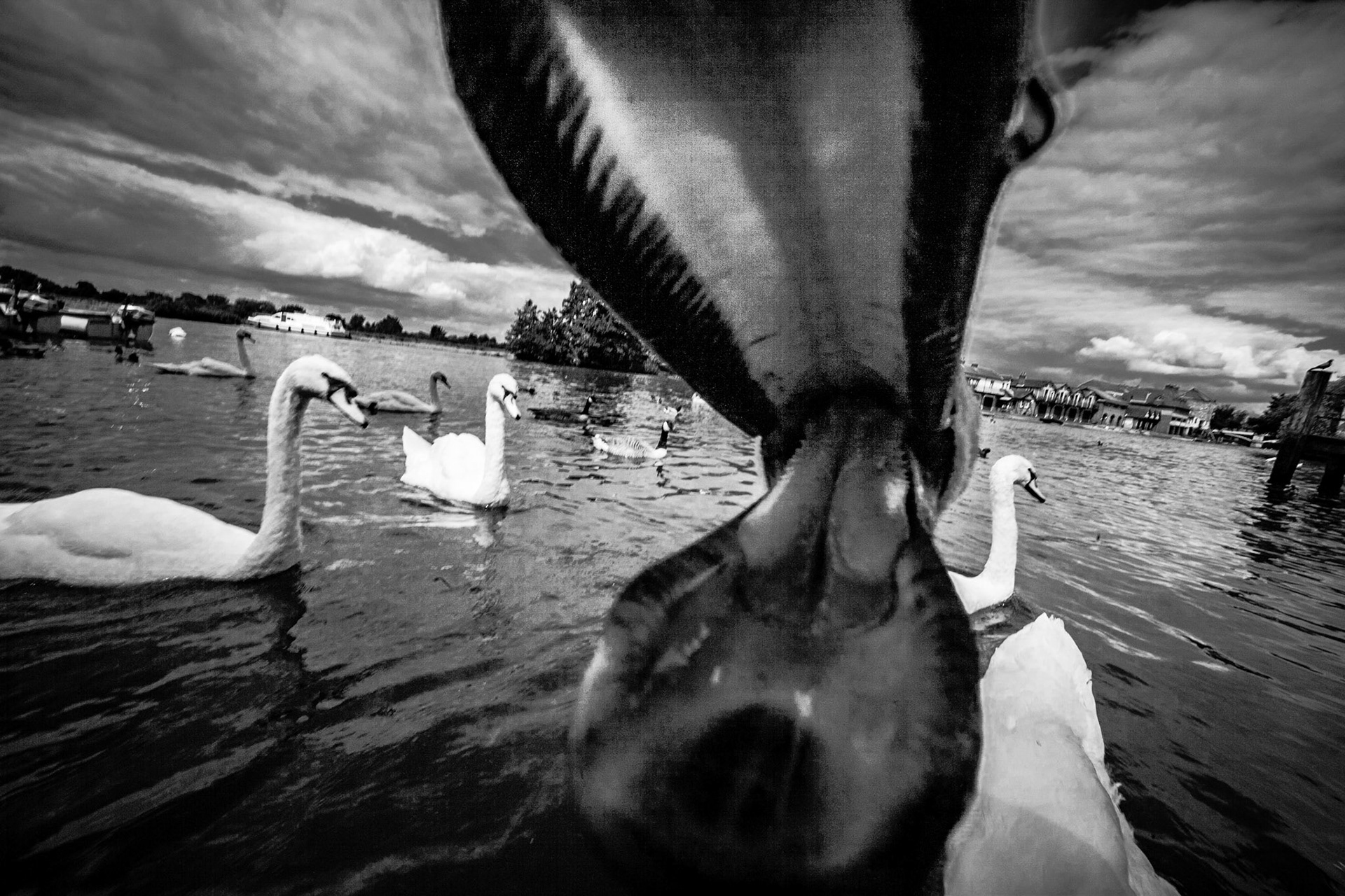 windsor river swans landscape thames