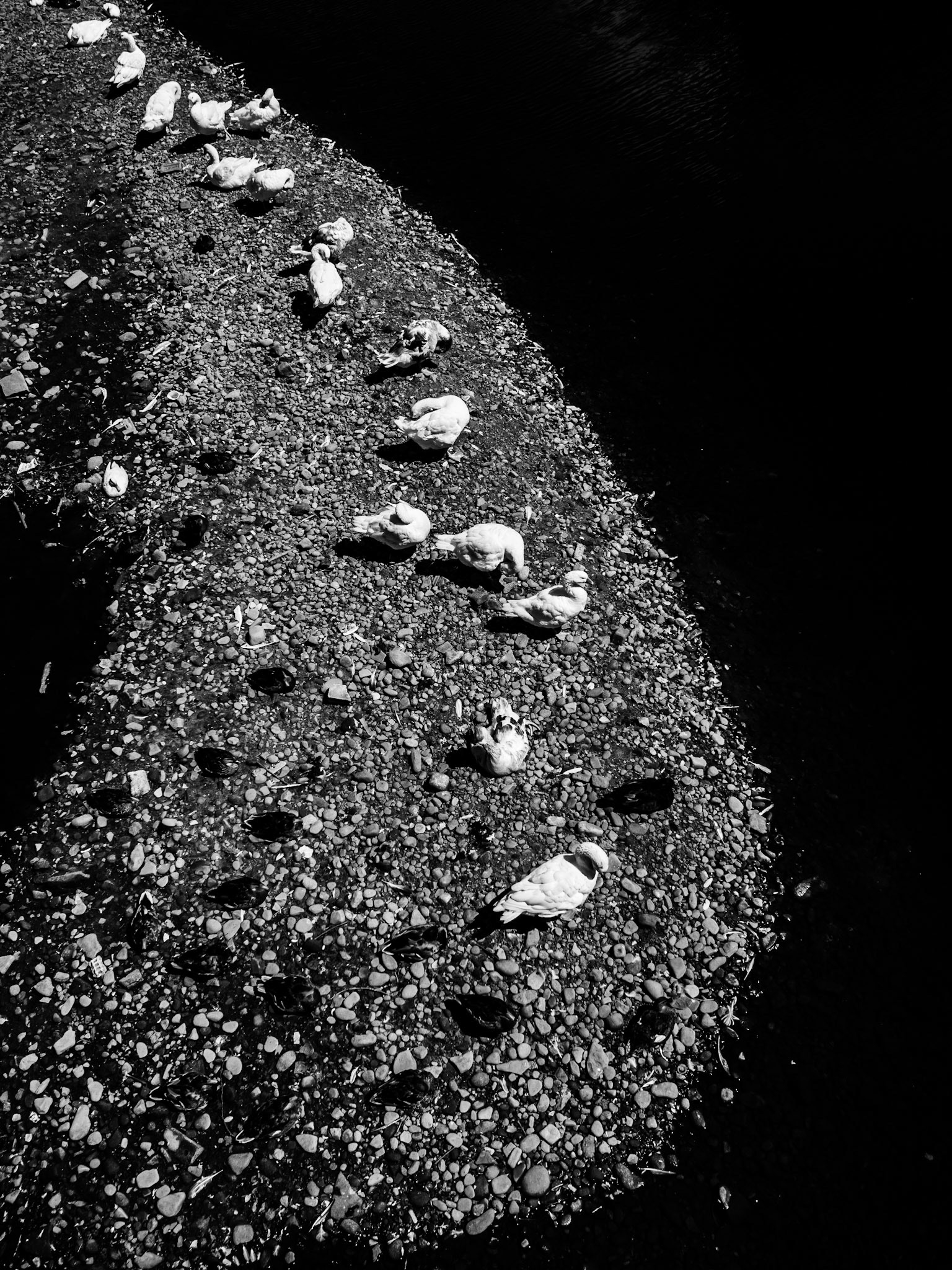 Water birds in Sowerby Bridge.