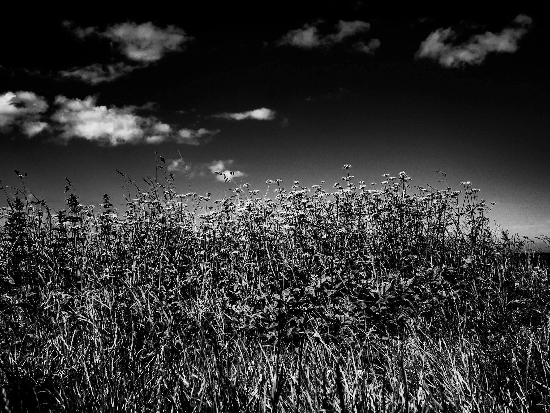 Beadnell Northumberland Summer 2019