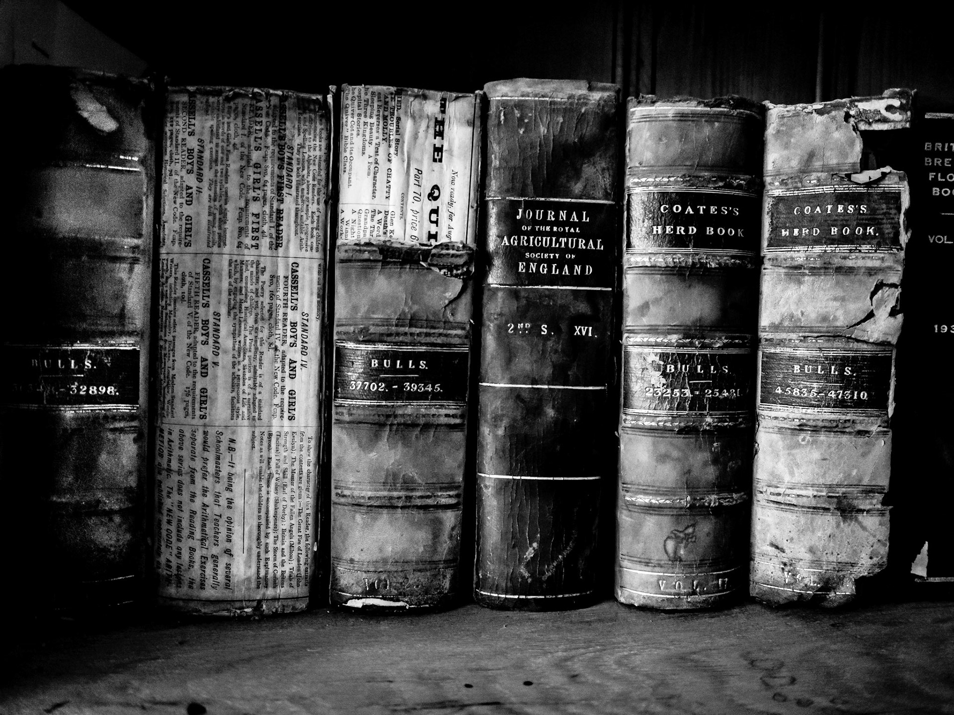 County Showground Bookcase Shrewsbury