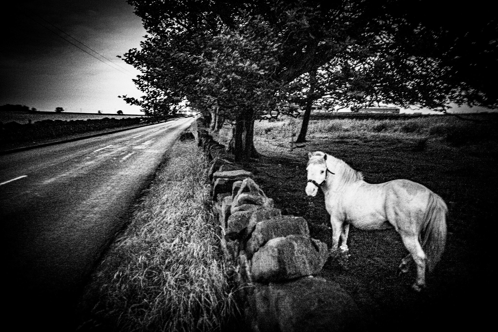 Evening twilight shot of a ghostly white pony in a field adjacent to a road., car headlamps approaching. Near Slaithwaite West Yorkshire England