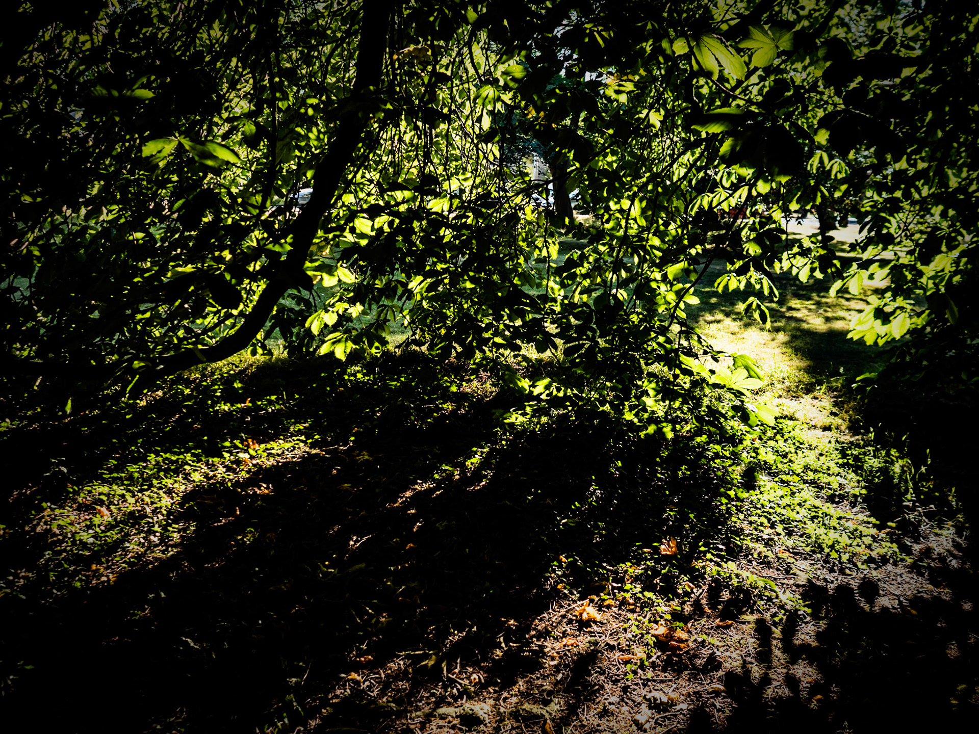 Chestnut Tree, Harrogate