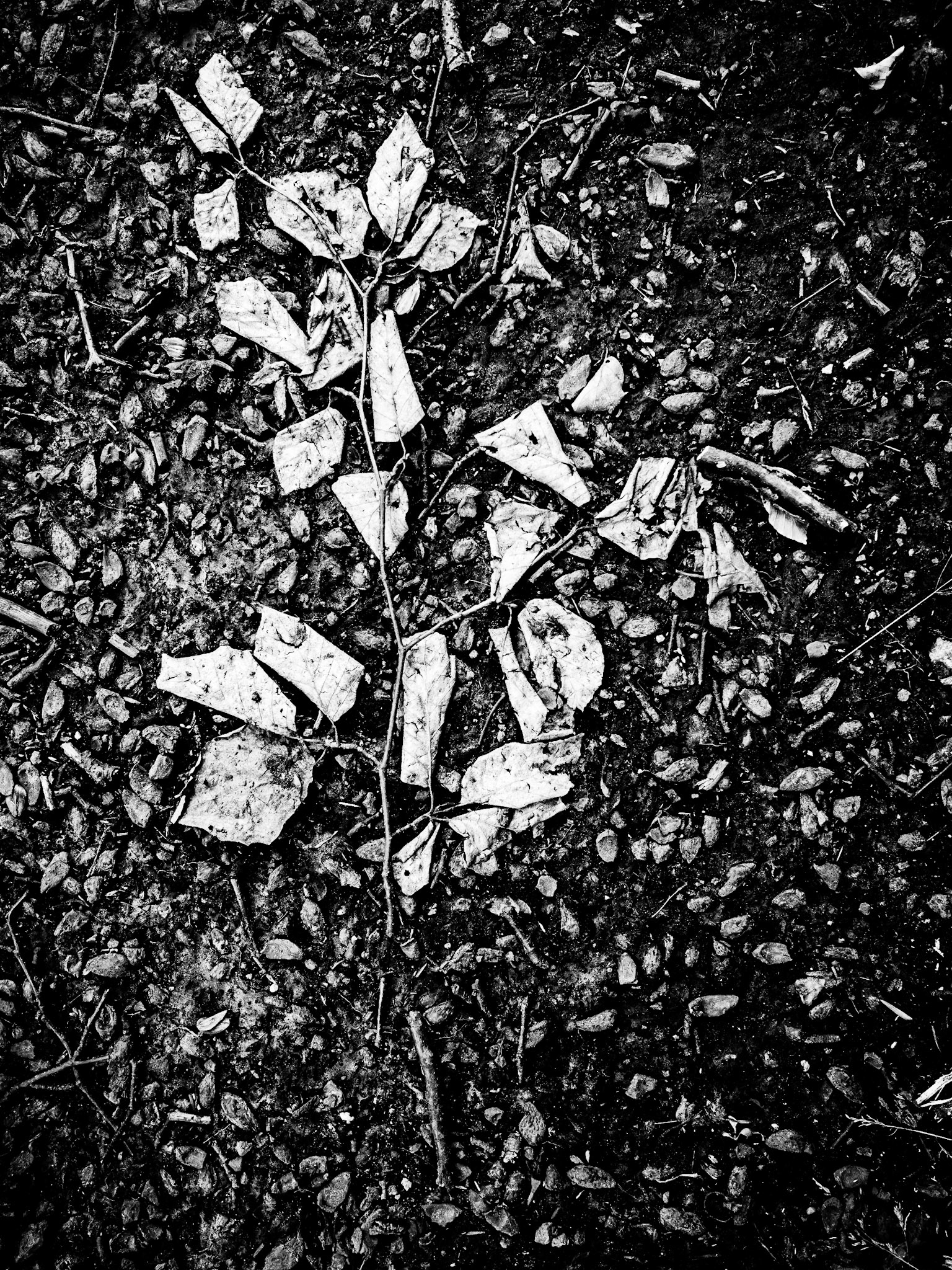 YorkshireSculpture Park Barnsley