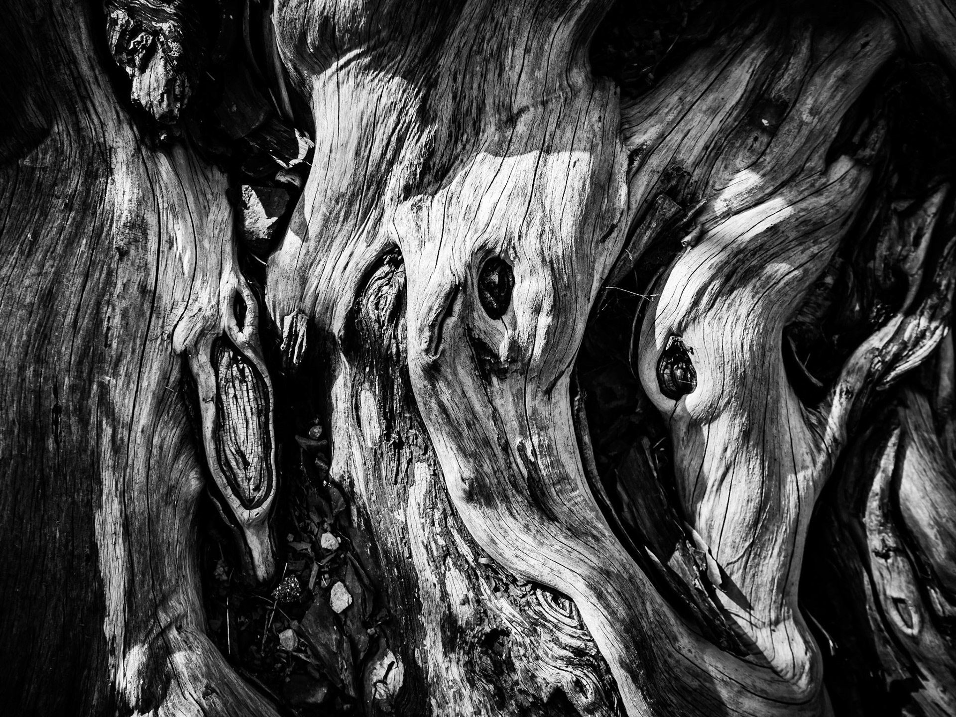 Nudes in wood Barnsley