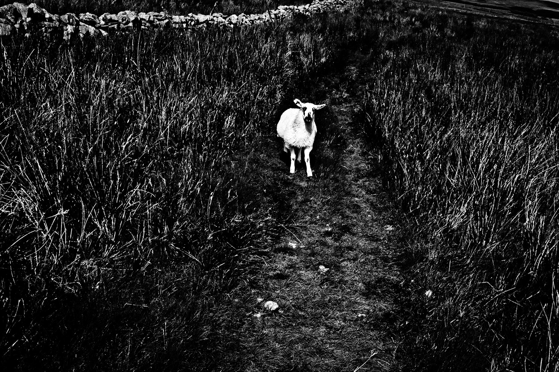 Sheep Ribblehead.