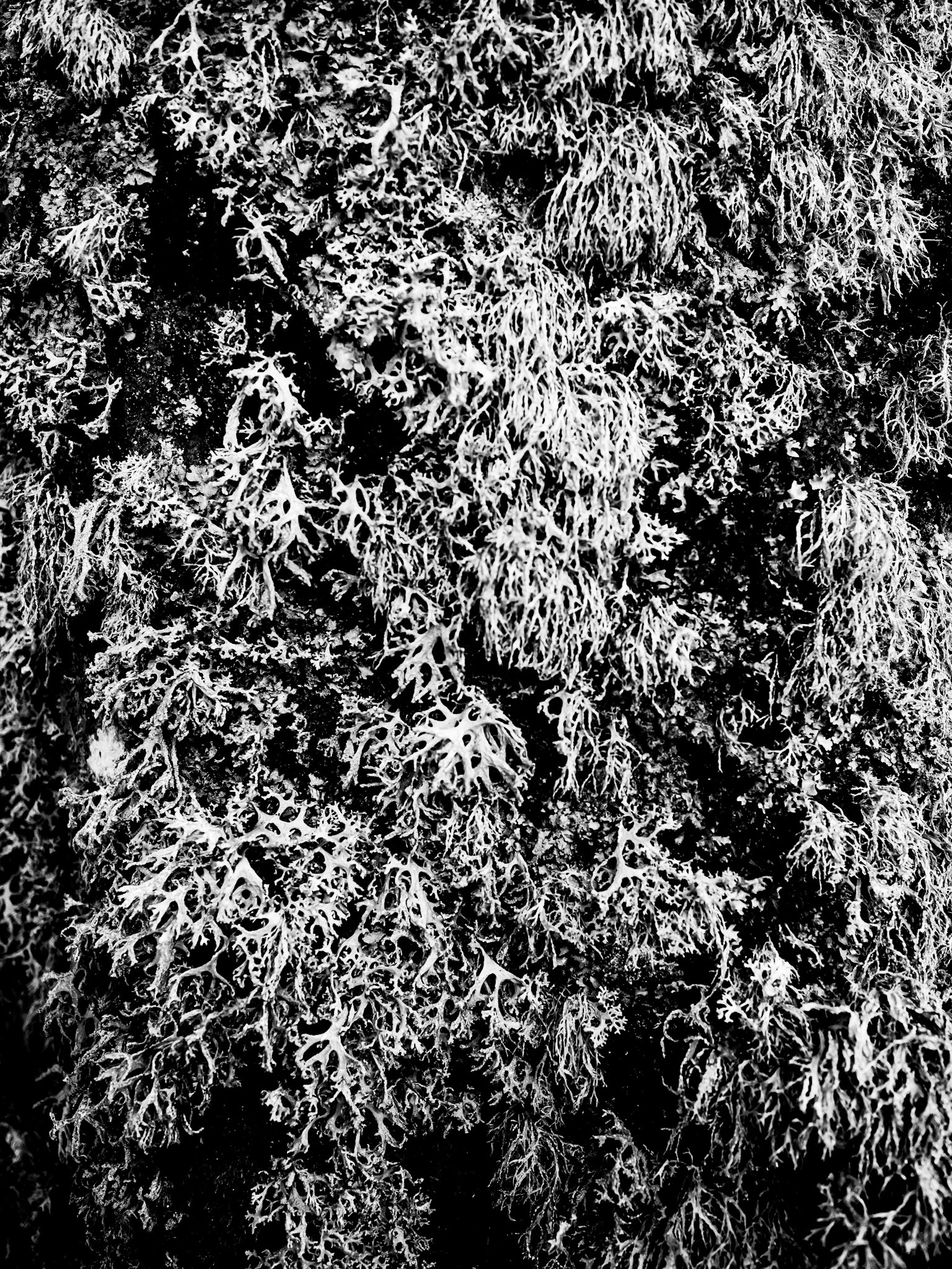 Clennell Northumberland