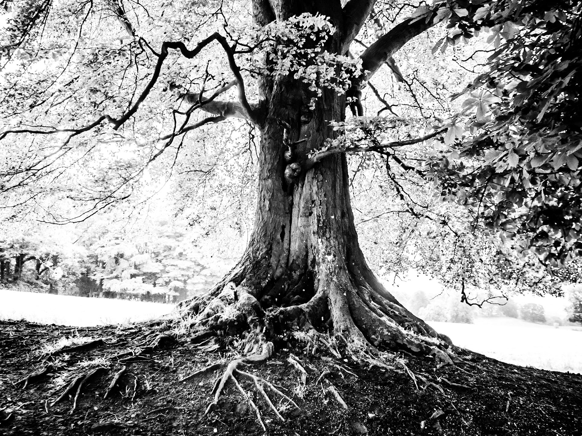 Alnwick Northumberland Summer 2019