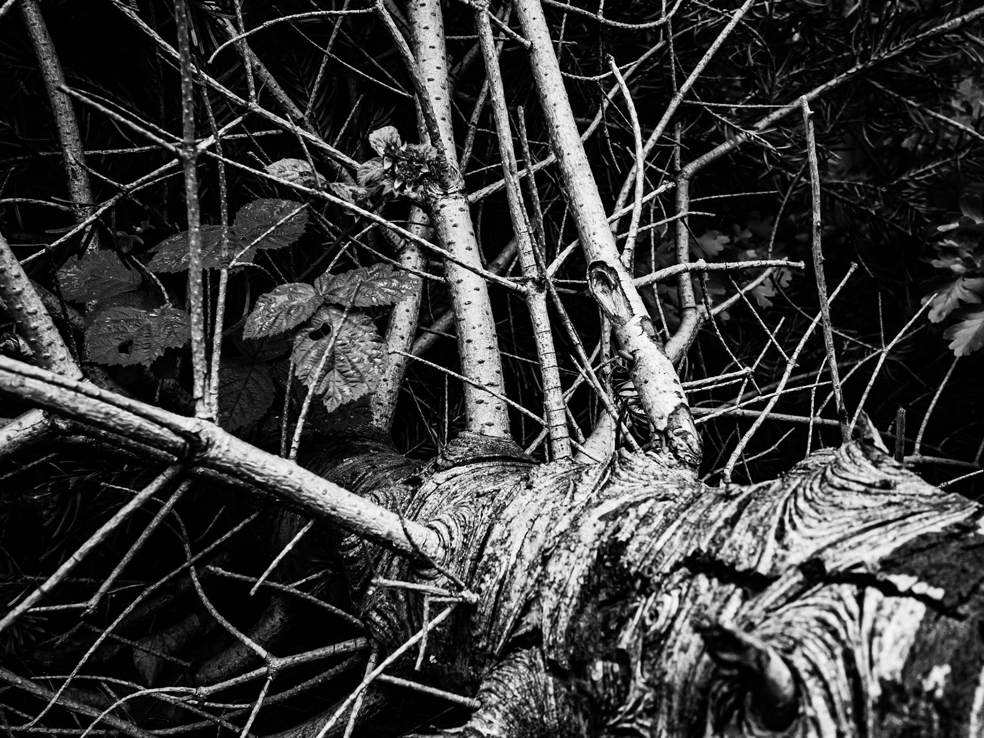 Old christmas tree, Brighouse