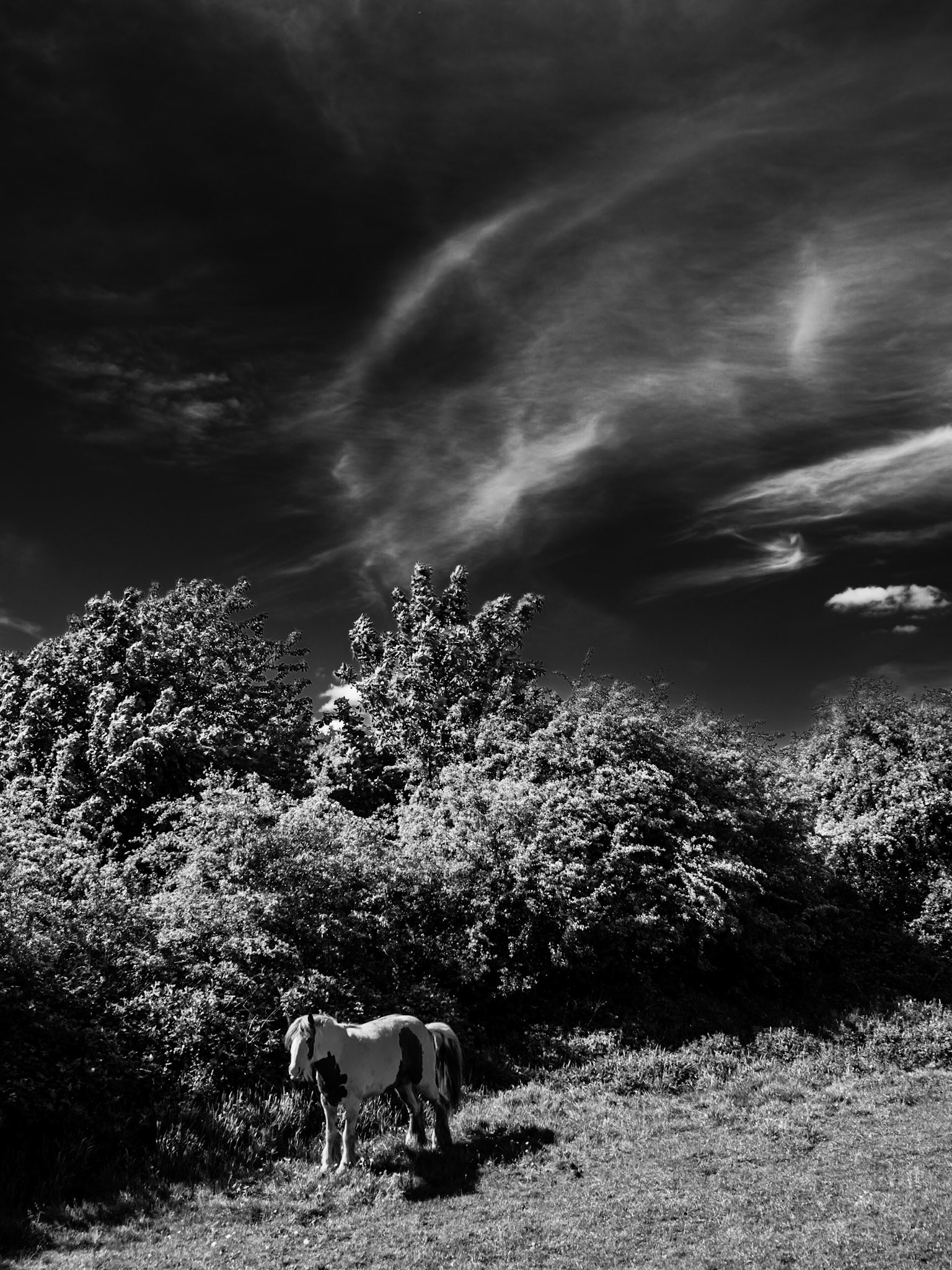 Horse and clouds