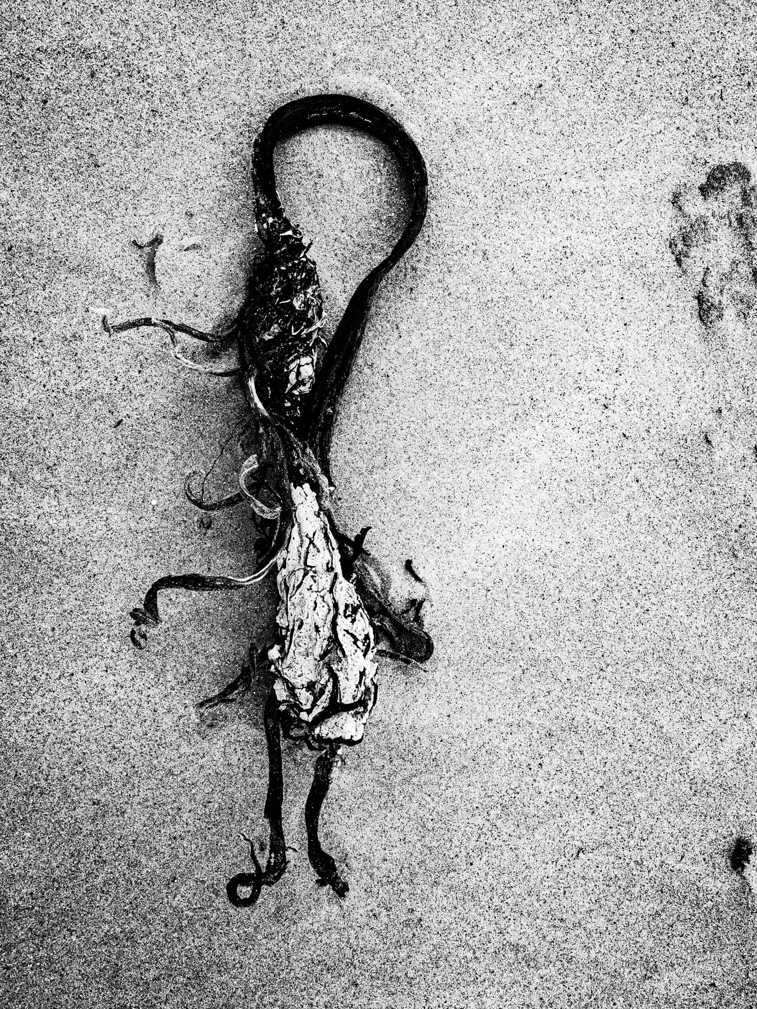 Beadnell Northumberland Summer 2019