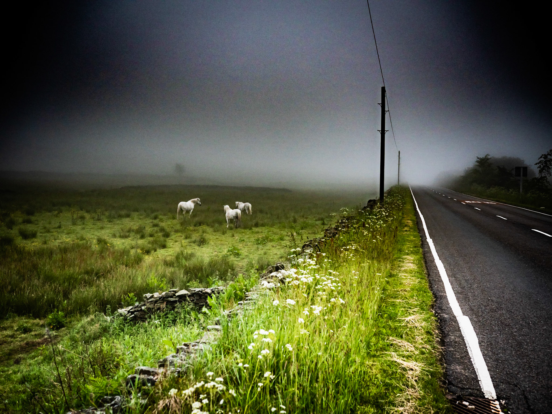 Horses Greenfield Road