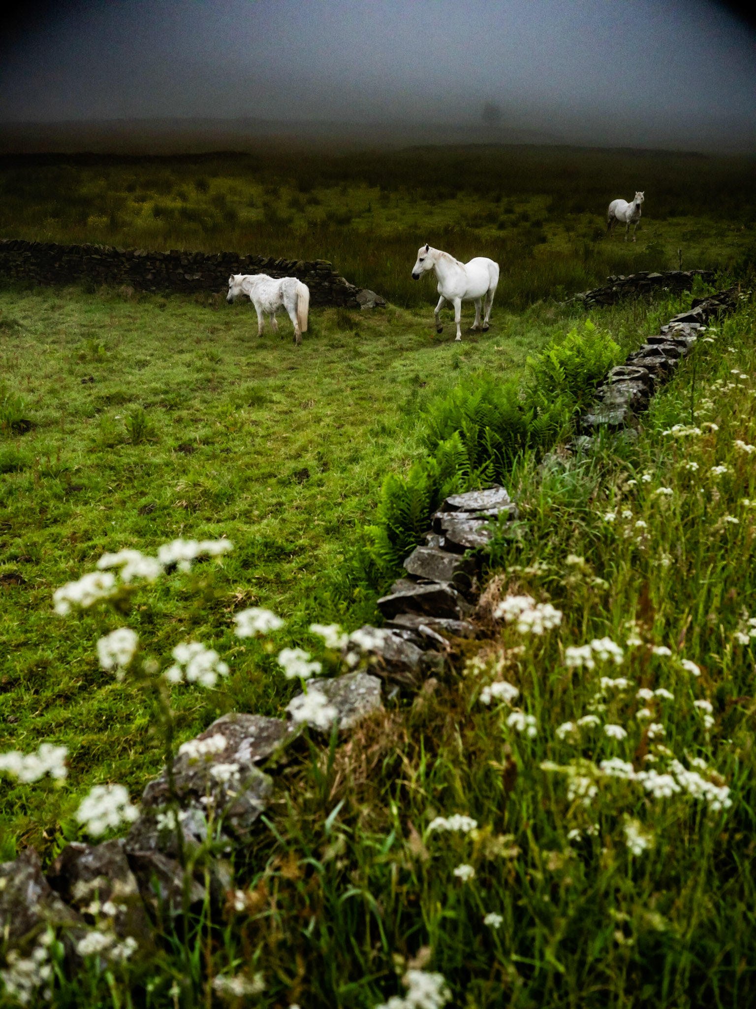 Horses Greenfield Road