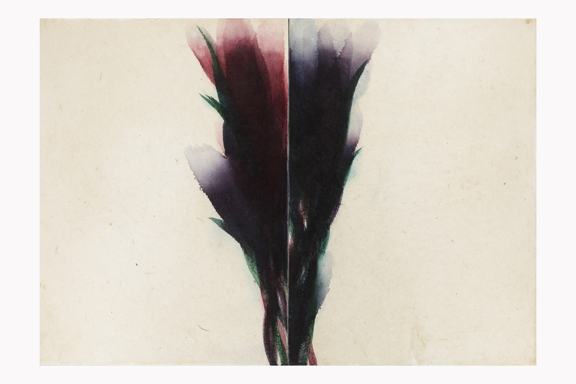 2013-cigno-nero,2013-cm.70x100 Acquerello su carta intelata