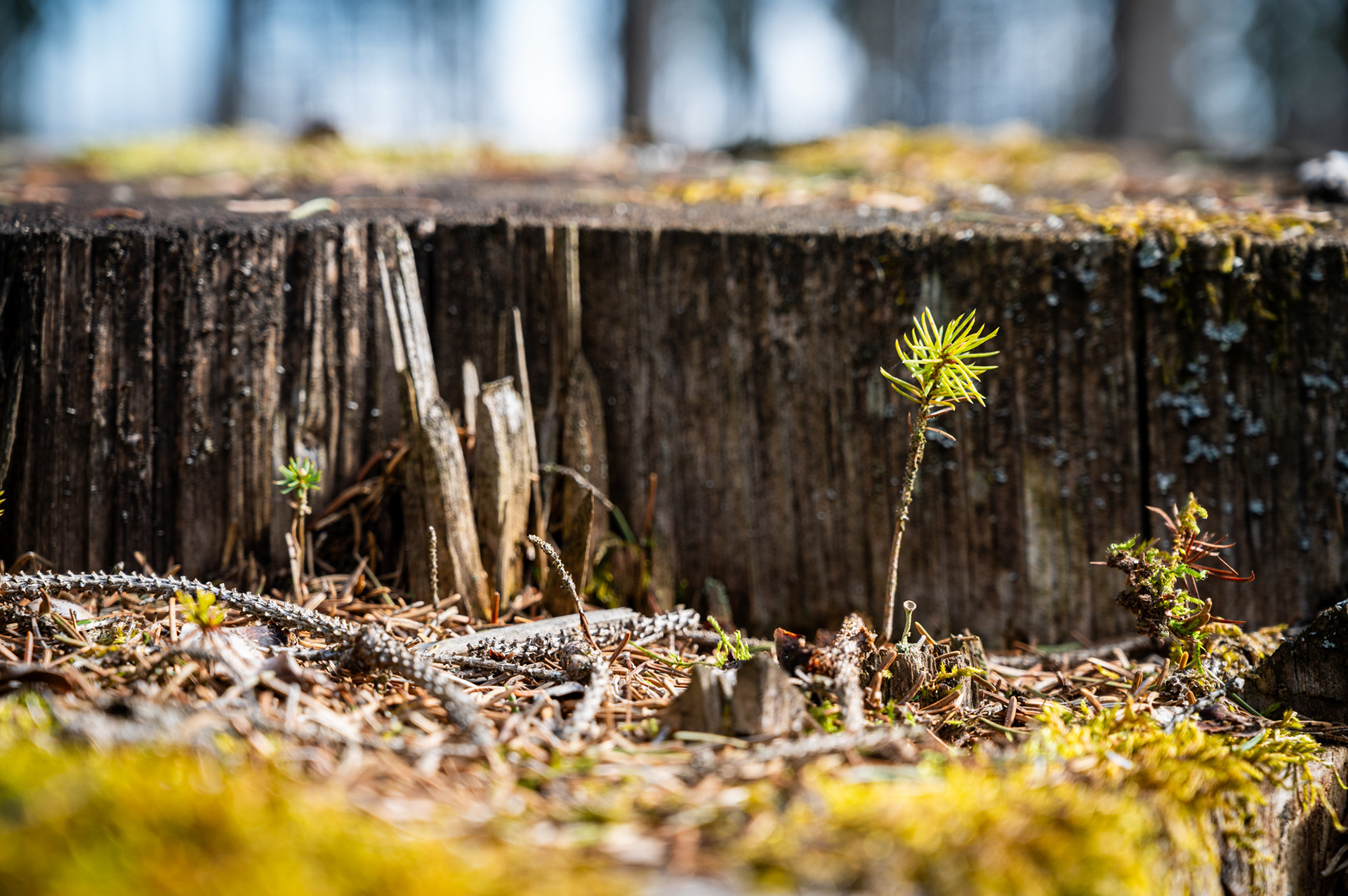 "Neues Leben", Woche 31