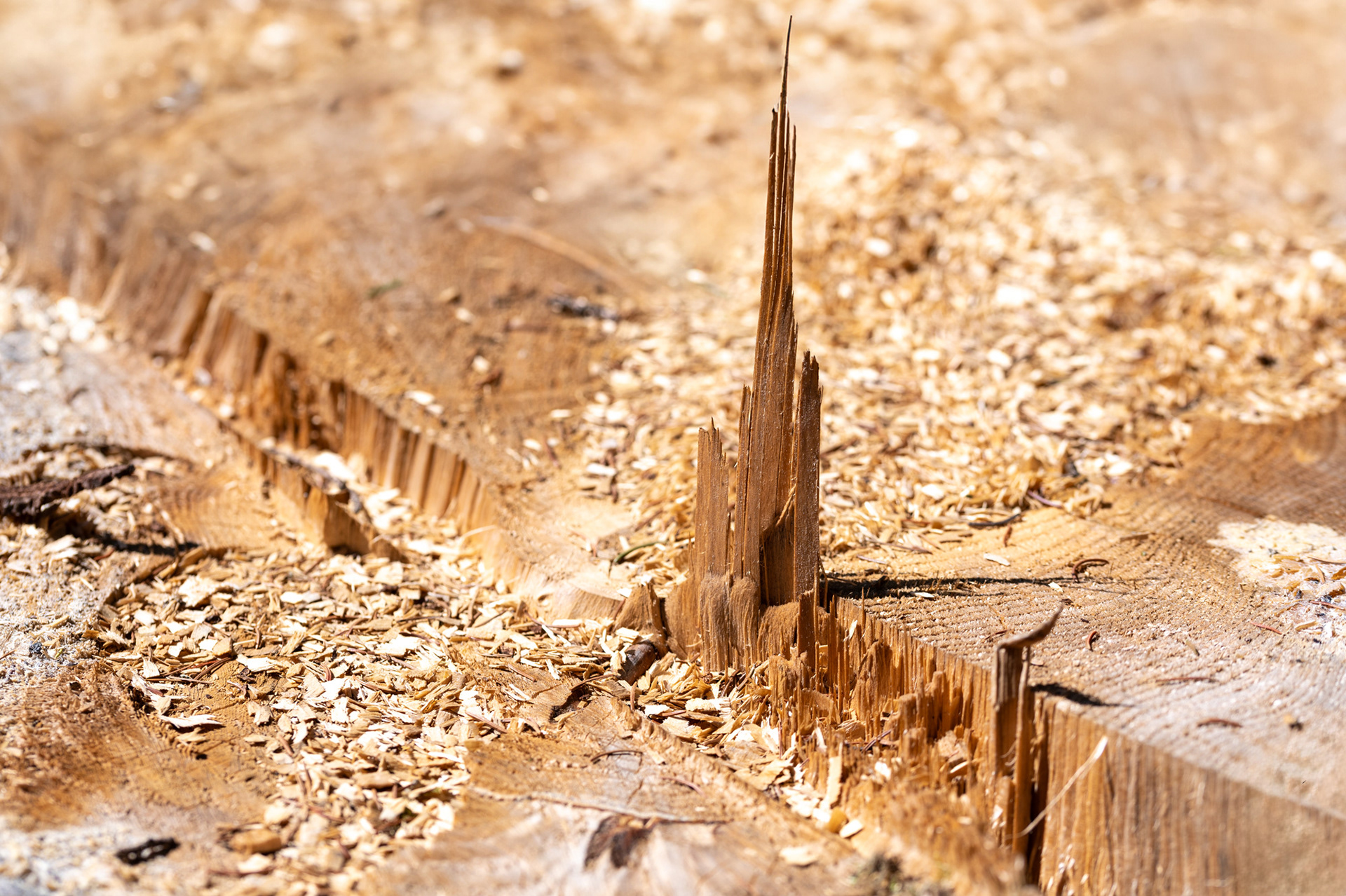 "Kathedrale", Woche 1