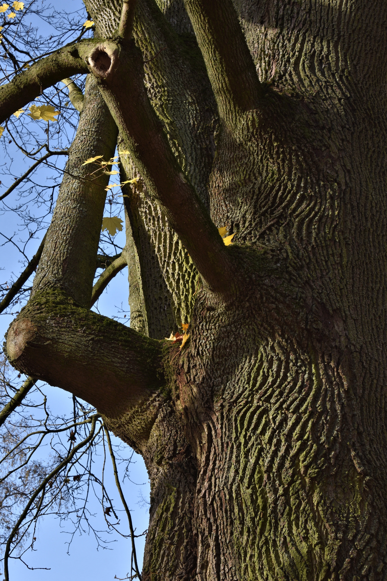 Entstanden in einem Park in Zwickau. Aus dieser Perspektive heraus fotografiert scheint der Baum Arme zu haben, die sich jederzeit bewegen könnten.
