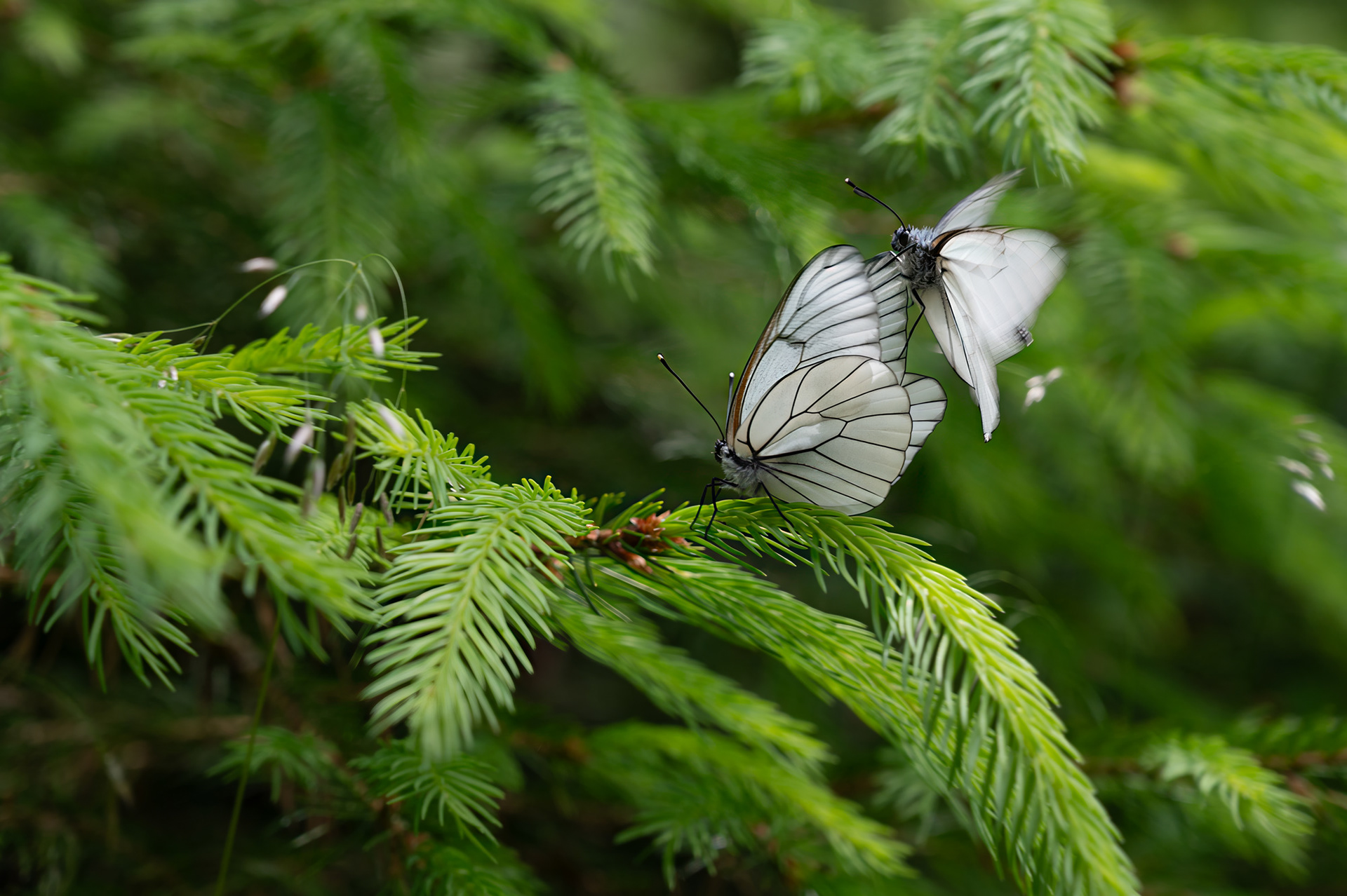 "Paarungszeit", Woche 43