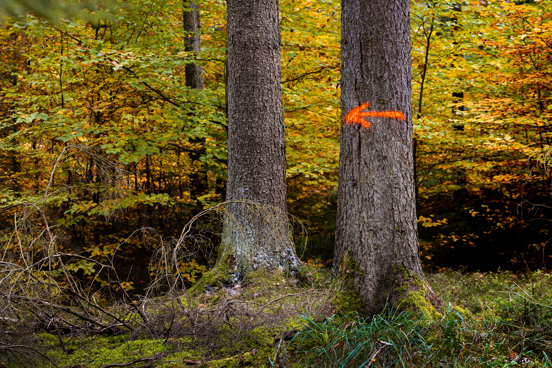 "Herbst - Links", Woche 9