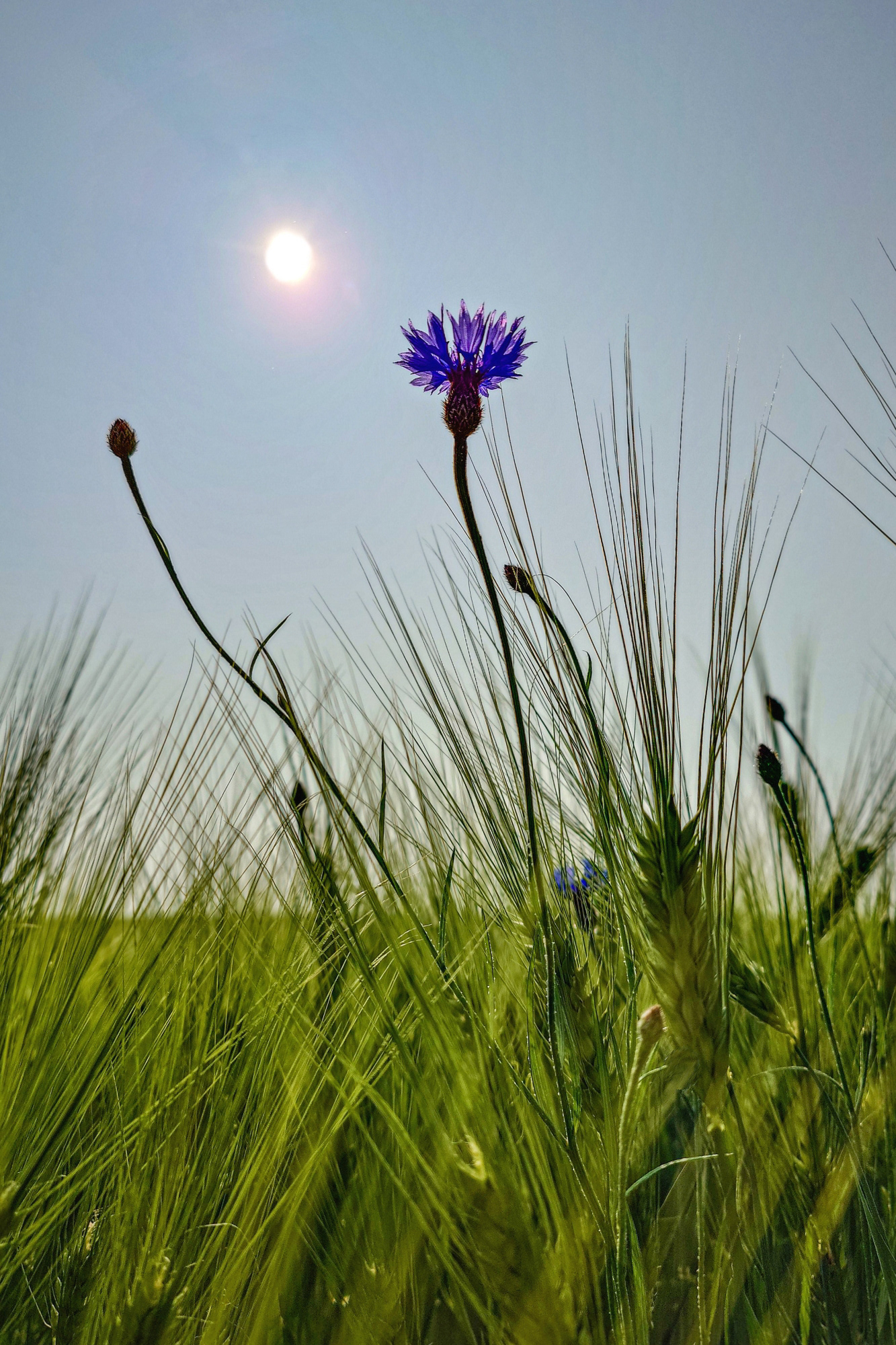 Sonnenschein im Juni, aufgenommen aus der Feld-Perspektive