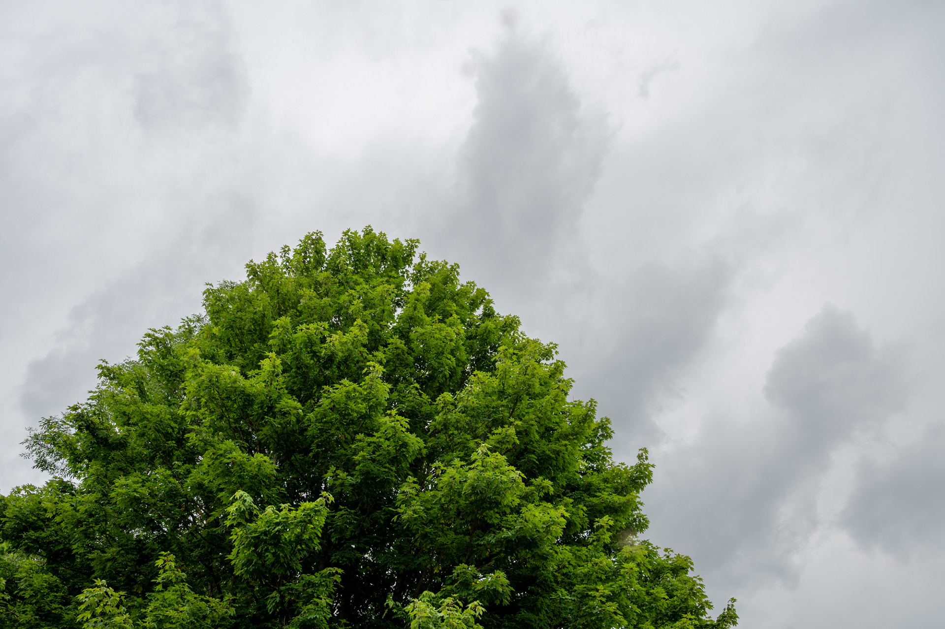 "Baumkrone", Woche 46