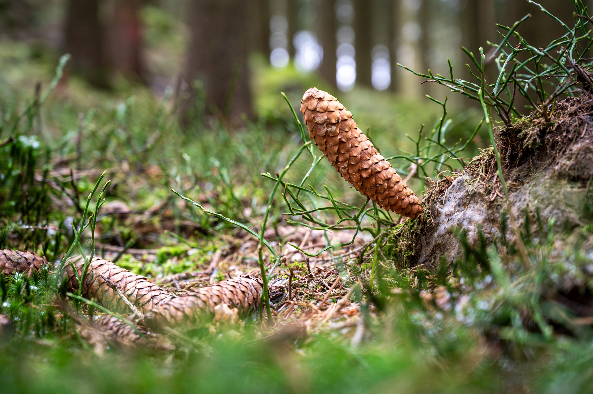 "Balanceakt", Woche 25