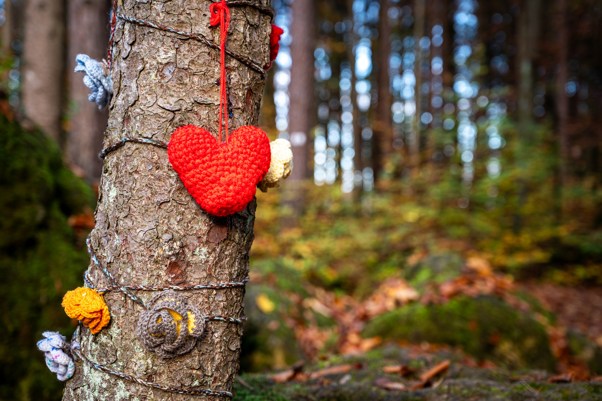 "Waldliebe", Woche 11