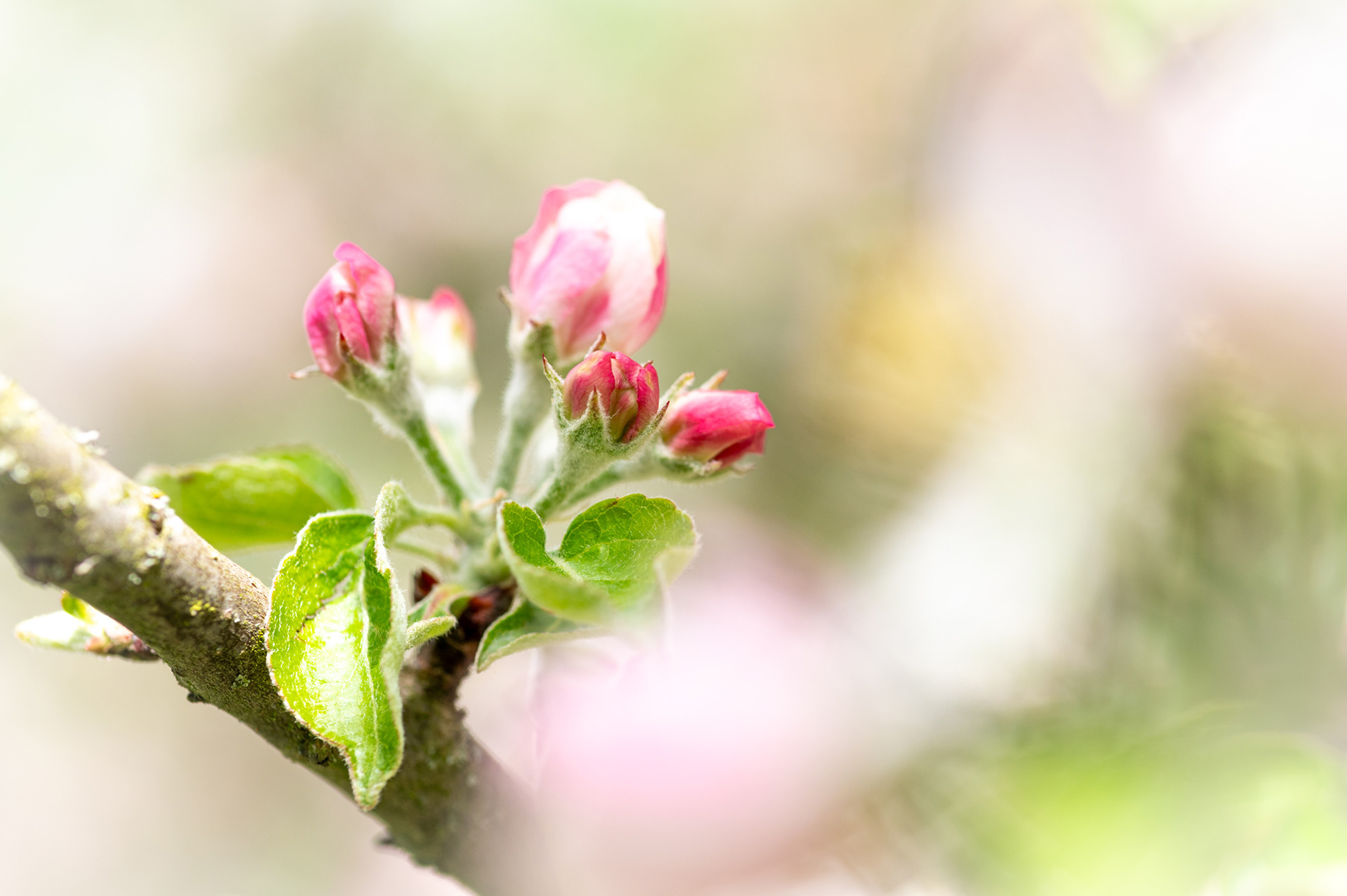 "Alles neu", Woche 37