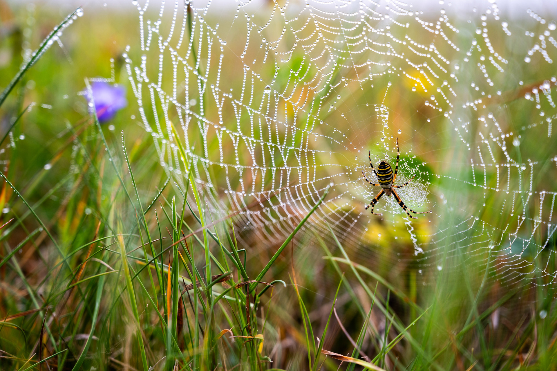 "Warte mal", Woche 2