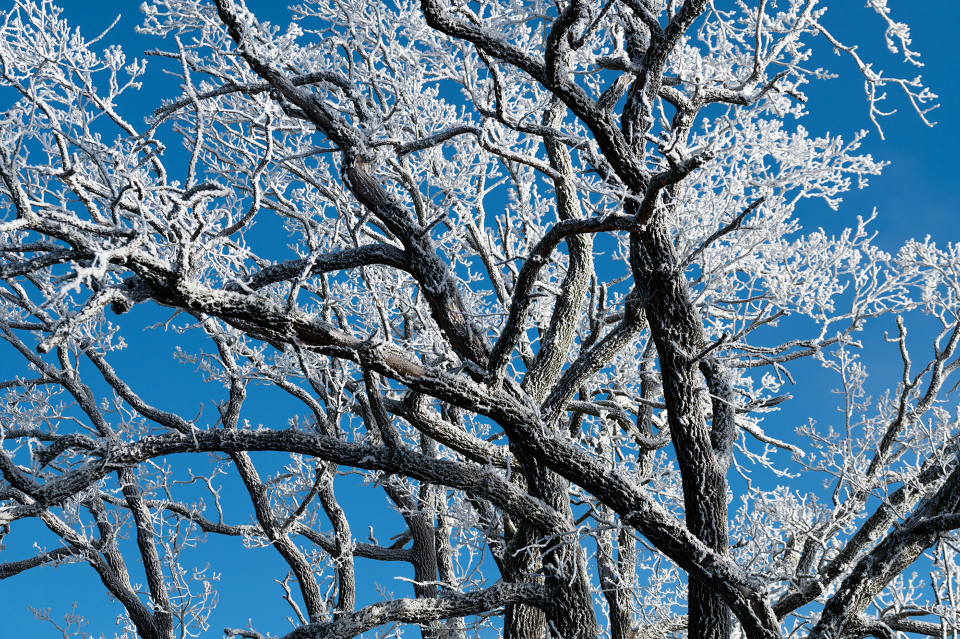 "Blau und Weiß", Woche 20